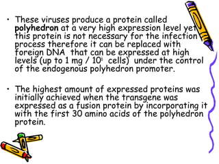• These viruses produce a protein called
polyhedron at a very high expression level yet
this protein is not necessary for the infection
process therefore it can be replaced with
foreign DNA that can be expressed at high
levels (up to 1 mg / 106
cells) under the control
of the endogenous polyhedron promoter.
• The highest amount of expressed proteins was
initially achieved when the transgene was
expressed as a fusion protein by incorporating it
with the first 30 amino acids of the polyhedron
protein.
 