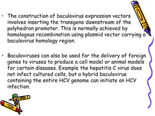 • The construction of baculovirus expression vectors
involves inserting the transgene downstream of the
polyhedron promoter. This is normally achieved by
homologous recombination using plasmid vector carrying a
baculovirus homology region.
• Baculoviruses can also be used for the delivery of foreign
genes to viruses to produce a cell model or animal models
for certain diseases. Example the hepatitis C virus does
not infect cultured cells, but a hybrid baculovirus
containing the entire HCV genome can initiate an HCV
infection.
 