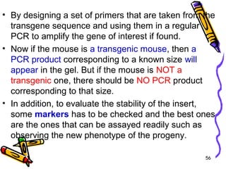 56
• By designing a set of primers that are taken from the
transgene sequence and using them in a regular
PCR to amplify the gene of interest if found.
• Now if the mouse is a transgenic mouse, then a
PCR product corresponding to a known size will
appear in the gel. But if the mouse is NOT a
transgenic one, there should be NO PCR product
corresponding to that size.
• In addition, to evaluate the stability of the insert,
some markers has to be checked and the best ones
are the ones that can be assayed readily such as
observing the new phenotype of the progeny.
 