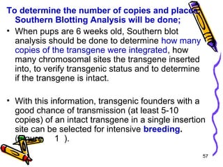57
To determine the number of copies and places,
Southern Blotting Analysis will be done;
• When pups are 6 weeks old, Southern blot
analysis should be done to determine how many
copies of the transgene were integrated, how
many chromosomal sites the transgene inserted
into, to verify transgenic status and to determine
if the transgene is intact.
• With this information, transgenic founders with a
good chance of transmission (at least 5-10
copies) of an intact transgene in a single insertion
site can be selected for intensive breeding.
(Figure 1 ).
 