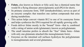 • Folate, also known as folacin or folic acid, has a chemical name that
would fit a flying dinosaur: pteroylglutamic acid (PGAfor short).
• Its primary coenzyme form, THF (tetrahydrofolate), serves as part of
an enzyme complex that transfers one carbon compounds that arise
during metabolism.
• This action helps convert vitamin B12 to one of its coenzyme forms
and helps synthesize the DNA required for all rapidly growing cells.
• Foods deliver folate mostly in the “bound” form—that is, combined
with a string of amino acids (glutamate), known as polyglutamate.
• The small intestine prefers to absorb the “free” folate form—folate
with only one glutamate attached (the monoglutamate form).
• Enzymes on the intestinal cell surfaces hydrolyze the polyglutamate
to monoglutamate and several glutamates.
 