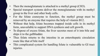 • Then the monoglutamate is attached to a methyl group (CH3).
• Special transport systems deliver the monoglutamate with its methyl
group to the liver and other body cells.
• For the folate coenzyme to function, the methyl group must be
removed by an enzyme that requires the help of vitamin B12.
• Without that help, folate becomes trapped inside cells in its methyl
form, unavailable to support DNA synthesis and cell growth.
• To dispose of excess folate, the liver secretes most of it into bile and
ships it to the gallbladder.
• Thus folate returns to the intestine in an enterohepatic circulation
route like that of bile itself
• This complicated system for handling folate is vulnerable to GI tract
injuries.
 