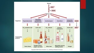 lec2.pdf fermentation in foods , types of fermentation | PDF