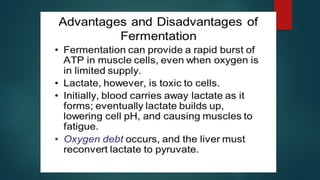 lec2.pdf fermentation in foods , types of fermentation | PDF