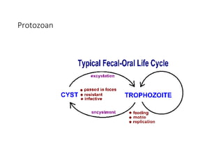 Protozoan Insecticide Lec 2.protozoans introduction to parasitology | PPT
