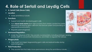Comprehensive Overview of Spermatogenesis and Hormonal Regulation in ...