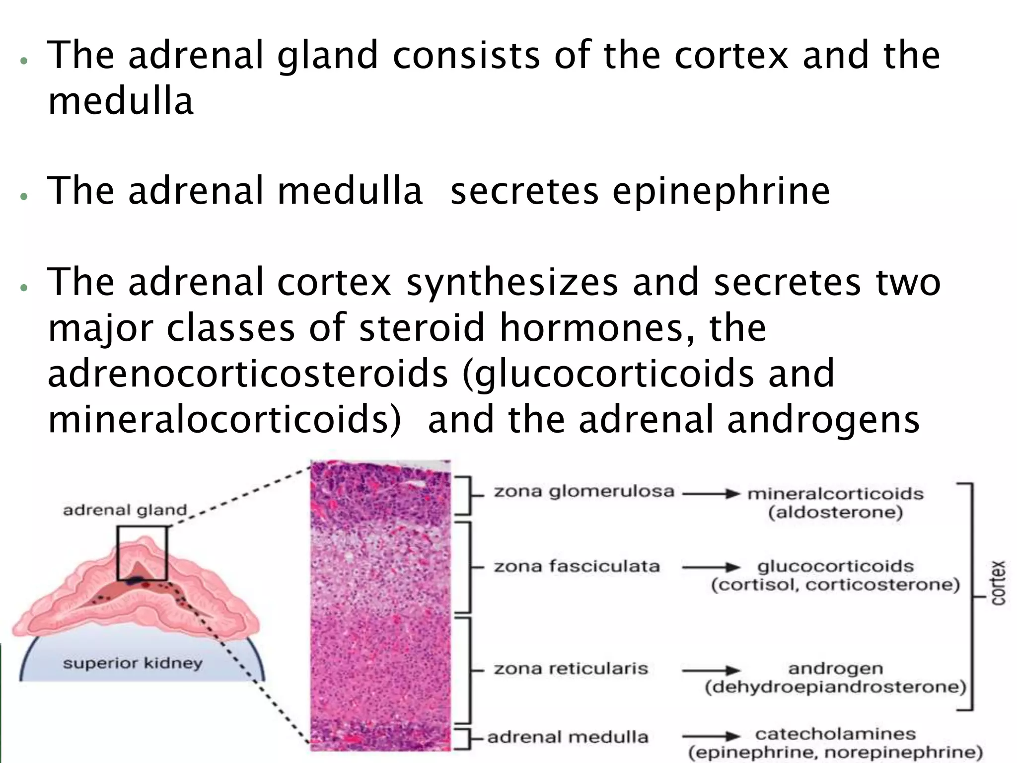Lec 2 - Adrenal hormones.pptx