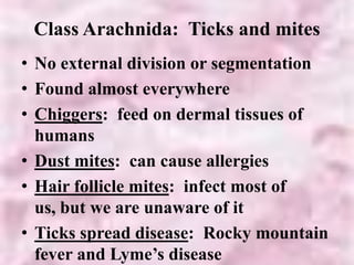 Class Arachnida: Ticks and mites
• No external division or segmentation
• Found almost everywhere
• Chiggers: feed on dermal tissues of
humans
• Dust mites: can cause allergies
• Hair follicle mites: infect most of
us, but we are unaware of it
• Ticks spread disease: Rocky mountain
fever and Lyme’s disease
 