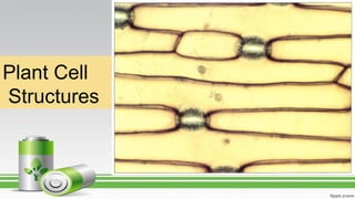 Plant Cell
Structures
 