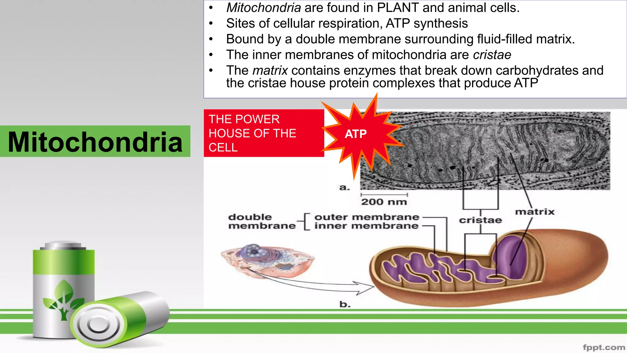 Mitochondria
• Mitochondria are found in PLANT and animal cells.
• Sites of cellular respiration, ATP synthesis
• Bound by a double membrane surrounding fluid-filled matrix.
• The inner membranes of mitochondria are cristae
• The matrix contains enzymes that break down carbohydrates and
the cristae house protein complexes that produce ATP
THE POWER
HOUSE OF THE
CELL
ATP
 