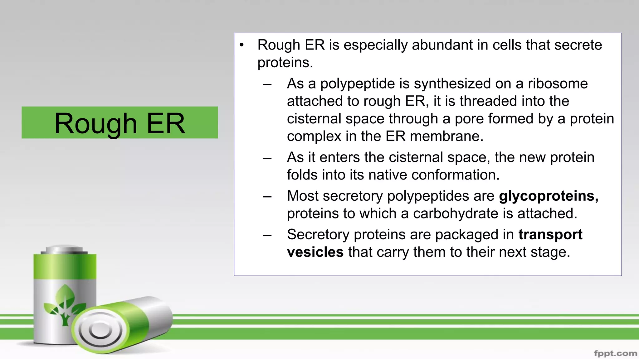 Rough ER
• Rough ER is especially abundant in cells that secrete
proteins.
– As a polypeptide is synthesized on a ribosome
attached to rough ER, it is threaded into the
cisternal space through a pore formed by a protein
complex in the ER membrane.
– As it enters the cisternal space, the new protein
folds into its native conformation.
– Most secretory polypeptides are glycoproteins,
proteins to which a carbohydrate is attached.
– Secretory proteins are packaged in transport
vesicles that carry them to their next stage.
 