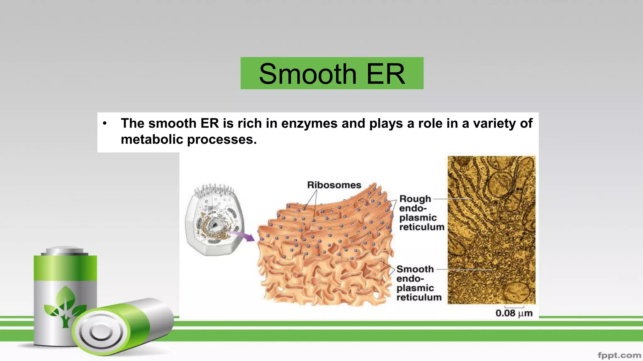 Smooth ER
• The smooth ER is rich in enzymes and plays a role in a variety of
metabolic processes.
 
