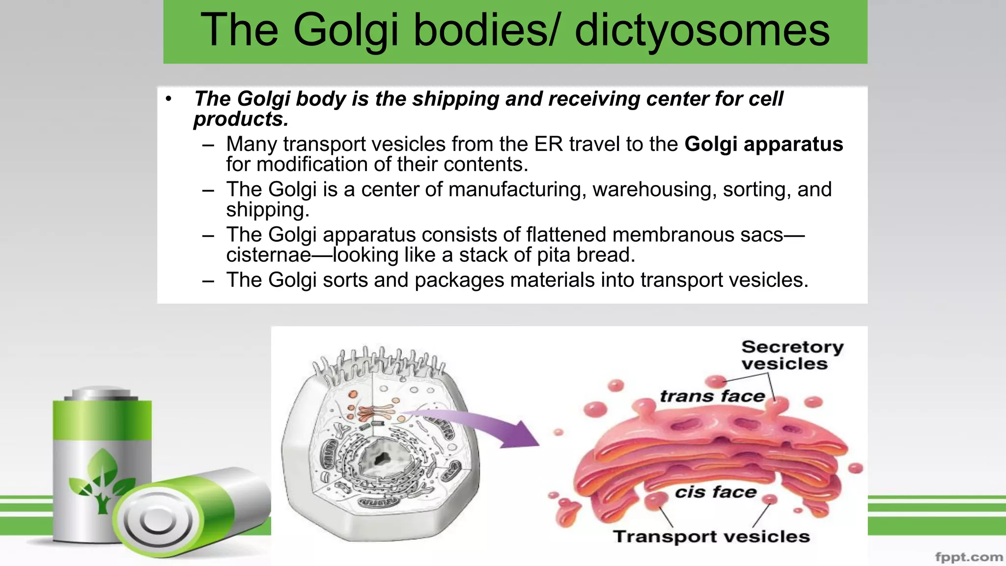 The Golgi bodies/ dictyosomes
• The Golgi body is the shipping and receiving center for cell
products.
– Many transport vesicles from the ER travel to the Golgi apparatus
for modification of their contents.
– The Golgi is a center of manufacturing, warehousing, sorting, and
shipping.
– The Golgi apparatus consists of flattened membranous sacs—
cisternae—looking like a stack of pita bread.
– The Golgi sorts and packages materials into transport vesicles.
 