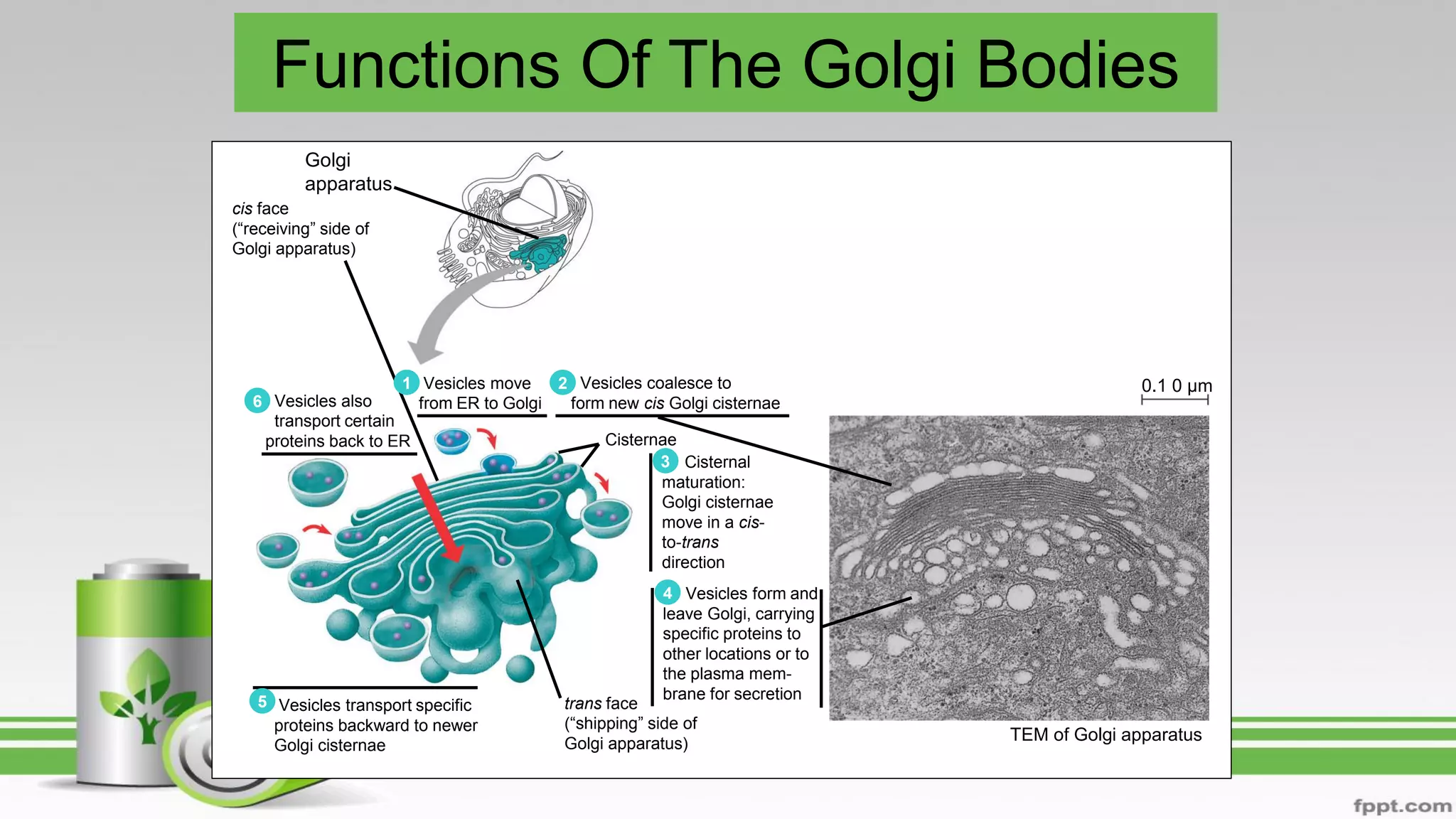 Functions Of The Golgi Bodies
TEM of Golgi apparatus
cis face
(“receiving” side of
Golgi apparatus)
Vesicles move
from ER to GolgiVesicles also
transport certain
proteins back to ER
Vesicles coalesce to
form new cis Golgi cisternae
Cisternal
maturation:
Golgi cisternae
move in a cis-
to-trans
direction
Vesicles form and
leave Golgi, carrying
specific proteins to
other locations or to
the plasma mem-
brane for secretion
Vesicles transport specific
proteins backward to newer
Golgi cisternae
Cisternae
trans face
(“shipping” side of
Golgi apparatus)
0.1 0 µm1
6
5
2
3
4
Golgi
apparatus
 