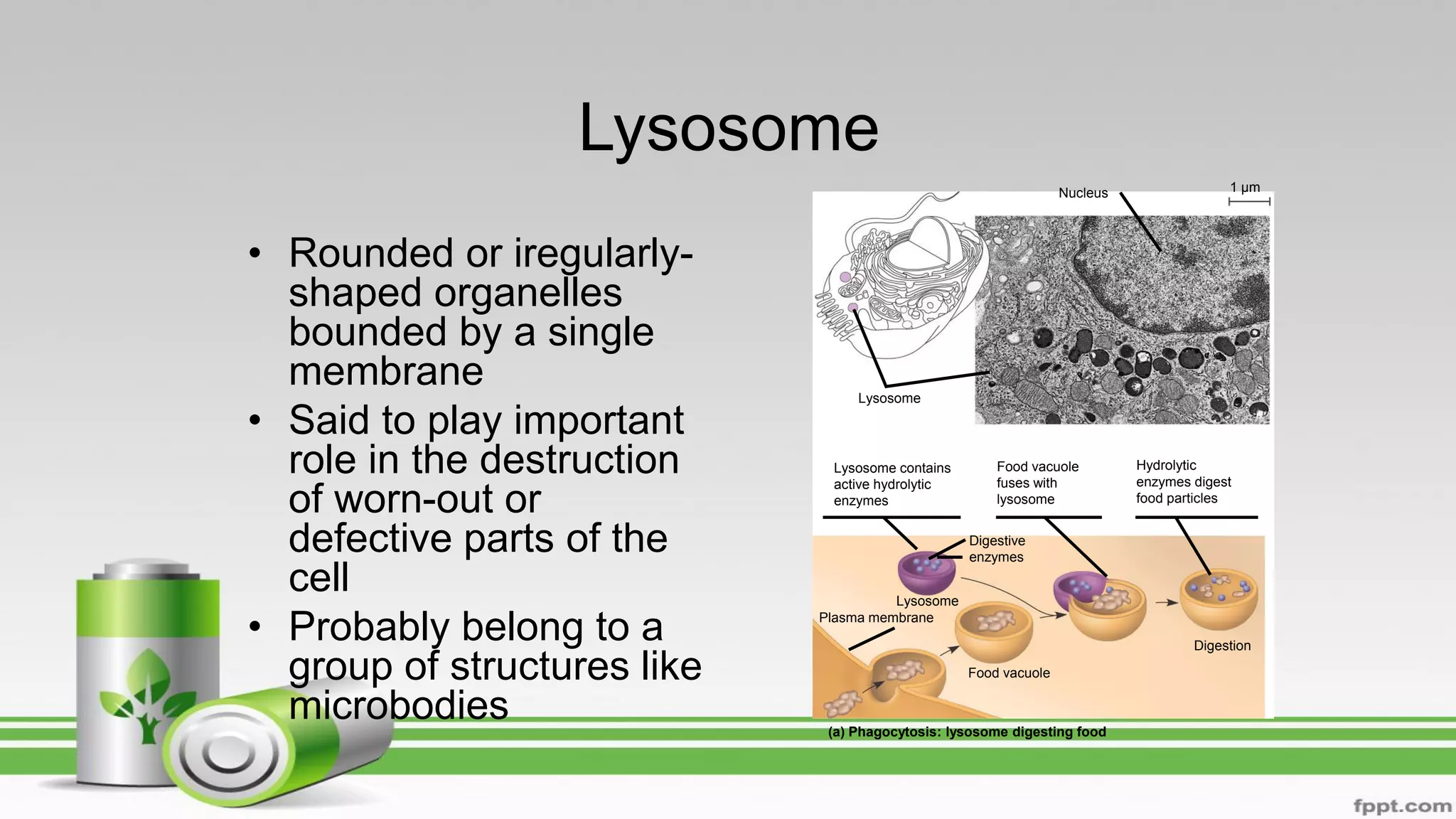 Lysosome
• Rounded or iregularly-
shaped organelles
bounded by a single
membrane
• Said to play important
role in the destruction
of worn-out or
defective parts of the
cell
• Probably belong to a
group of structures like
microbodies (a) Phagocytosis: lysosome digesting food
1 µm
Lysosome contains
active hydrolytic
enzymes
Food vacuole
fuses with
lysosome
Hydrolytic
enzymes digest
food particles
Digestion
Food vacuole
Plasma membrane
Lysosome
Digestive
enzymes
Lysosome
Nucleus
 