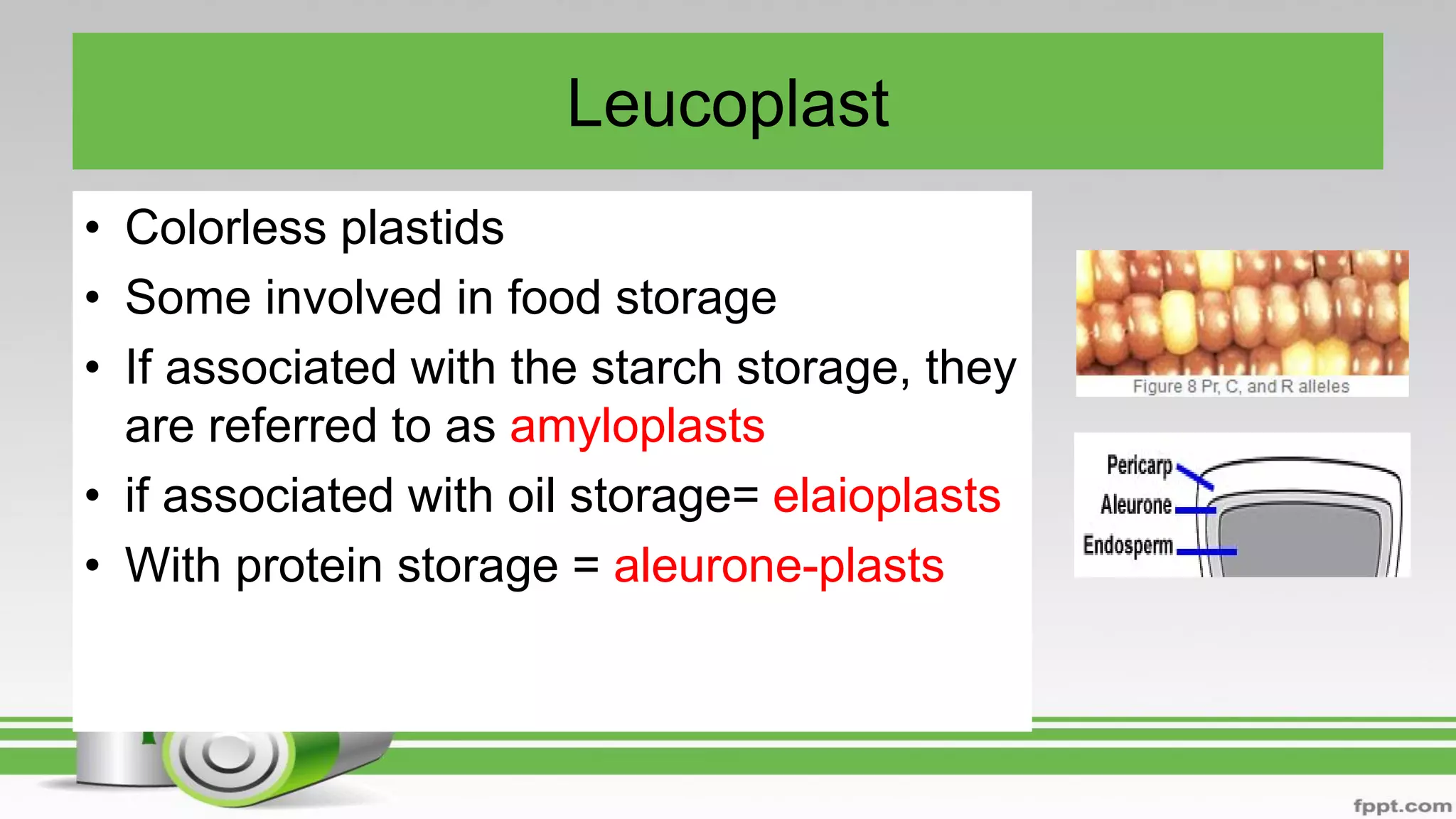 Leucoplast
• Colorless plastids
• Some involved in food storage
• If associated with the starch storage, they
are referred to as amyloplasts
• if associated with oil storage= elaioplasts
• With protein storage = aleurone-plasts
 