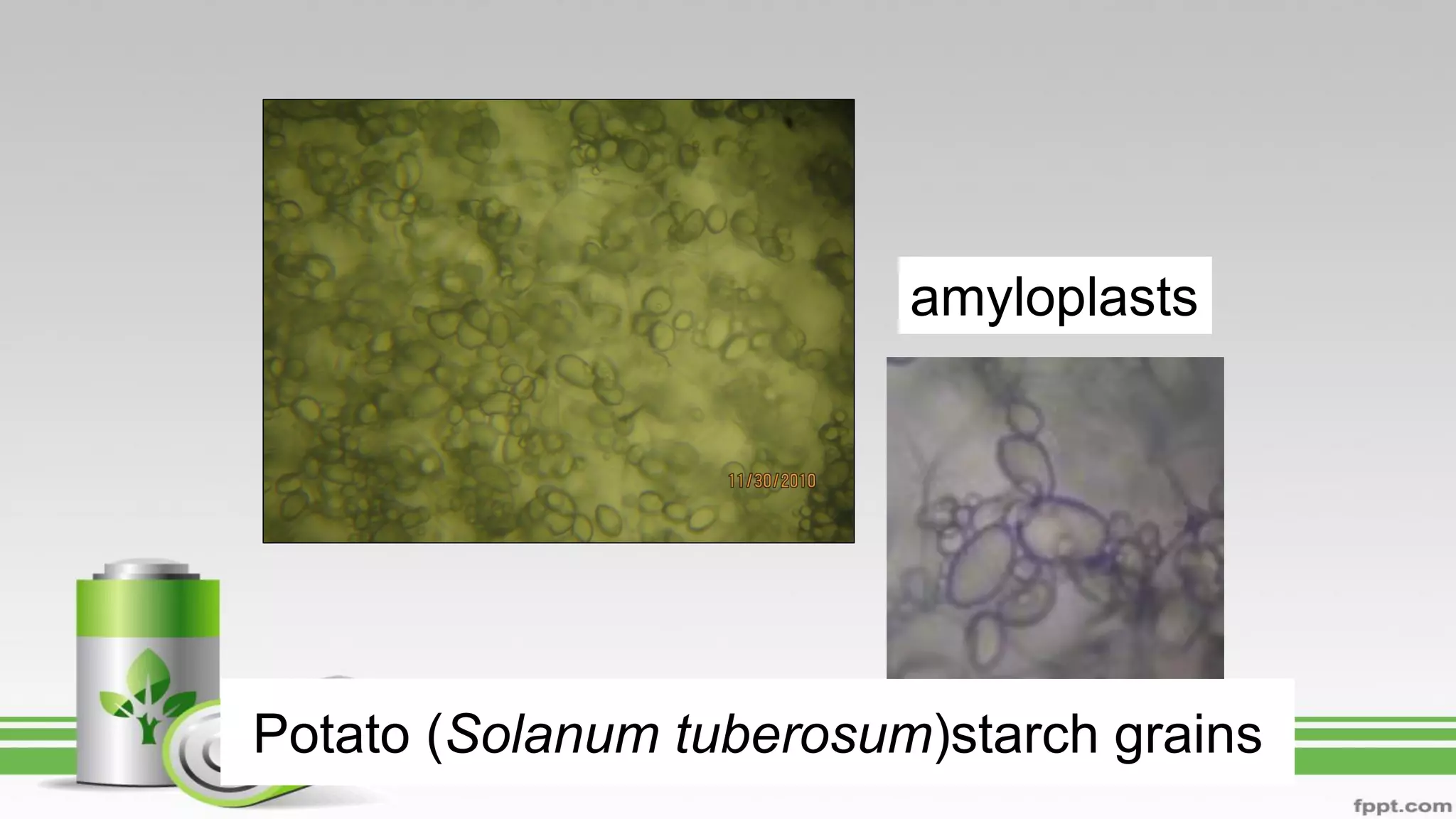 Potato (Solanum tuberosum)starch grains
amyloplasts
 