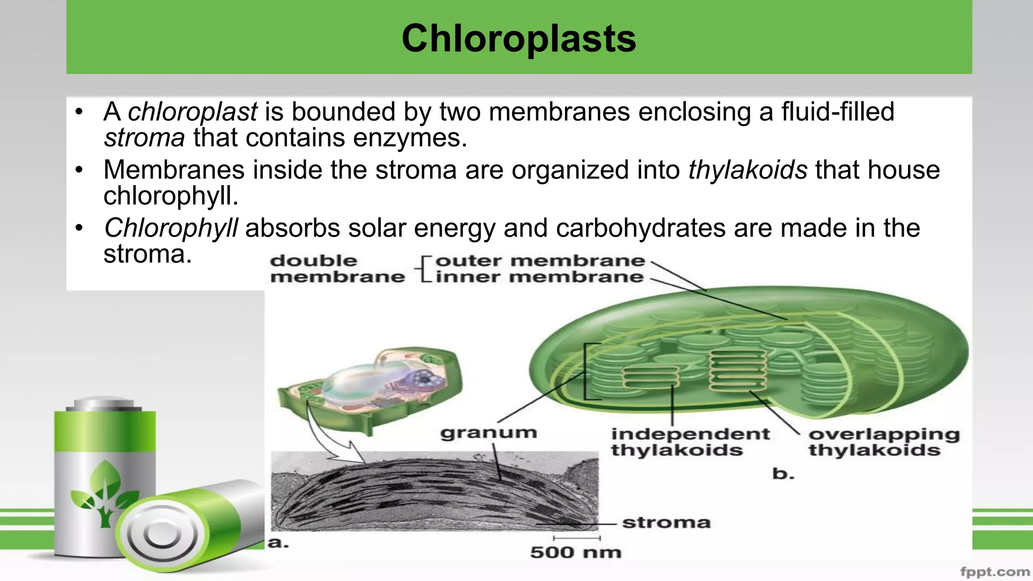 Chloroplasts
• A chloroplast is bounded by two membranes enclosing a fluid-filled
stroma that contains enzymes.
• Membranes inside the stroma are organized into thylakoids that house
chlorophyll.
• Chlorophyll absorbs solar energy and carbohydrates are made in the
stroma.
 