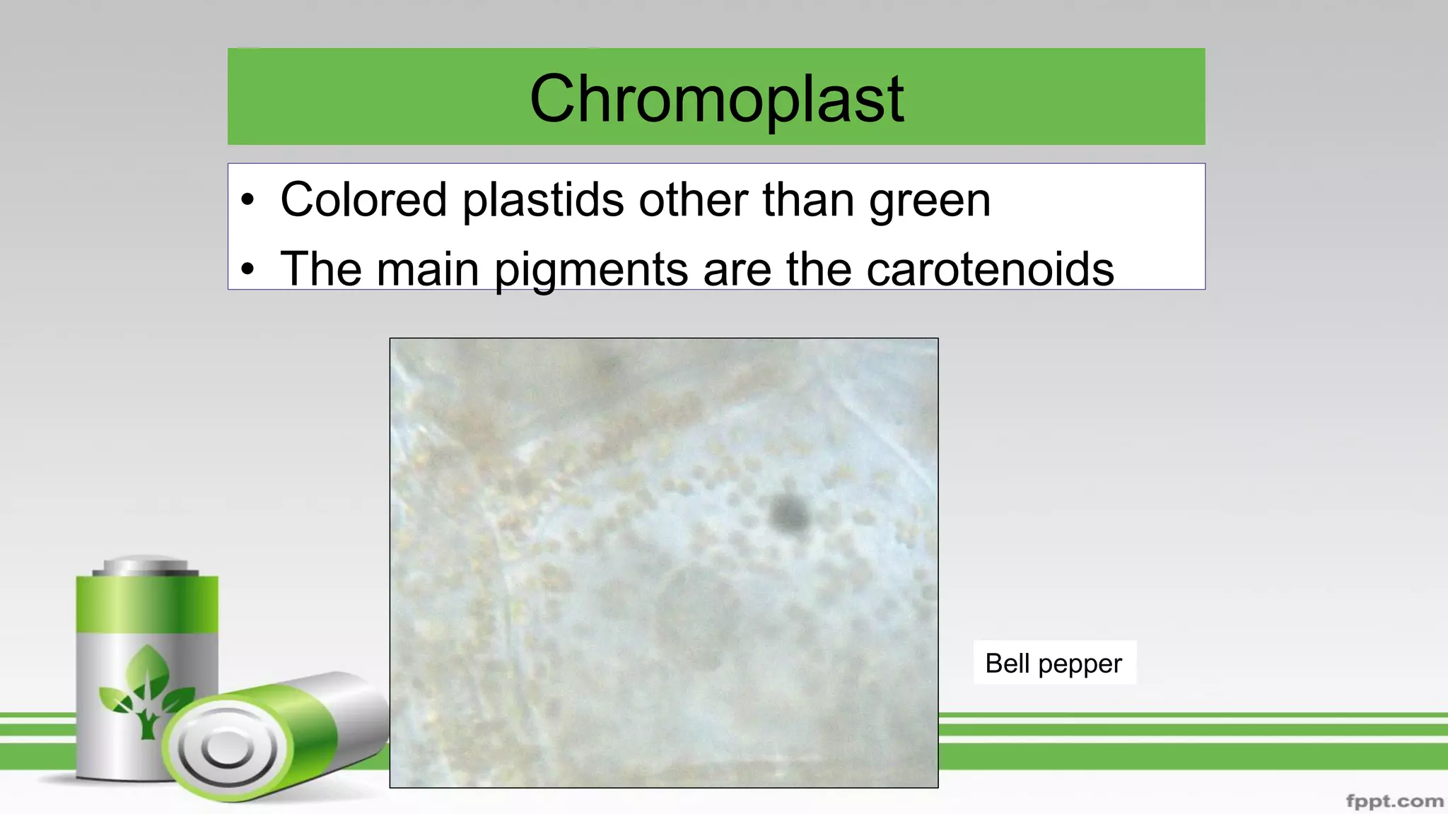 Chromoplast
• Colored plastids other than green
• The main pigments are the carotenoids
Bell pepper
 