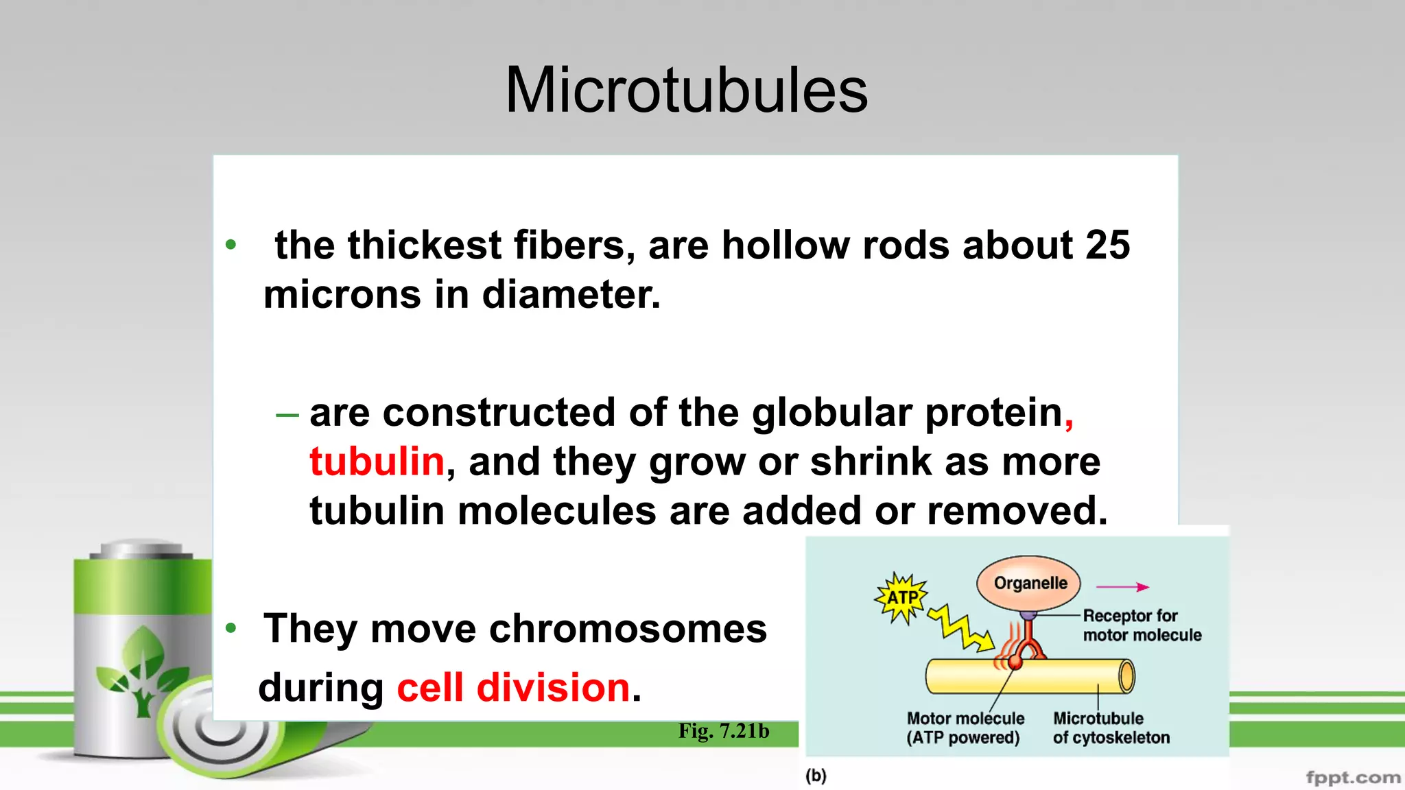 • the thickest fibers, are hollow rods about 25
microns in diameter.
– are constructed of the globular protein,
tubulin, and they grow or shrink as more
tubulin molecules are added or removed.
• They move chromosomes
during cell division.
Fig. 7.21b
Microtubules
 