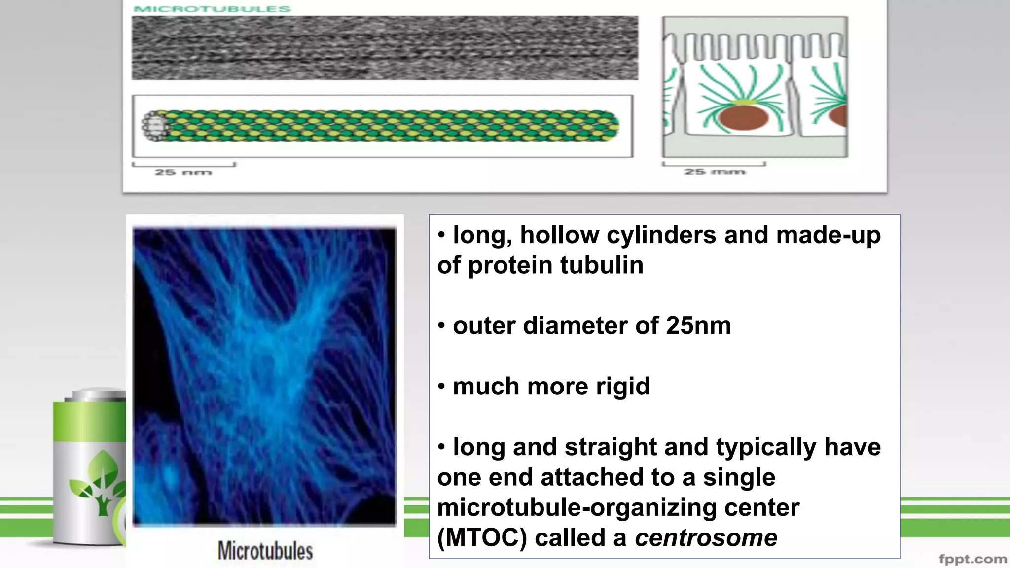• long, hollow cylinders and made-up
of protein tubulin
• outer diameter of 25nm
• much more rigid
• long and straight and typically have
one end attached to a single
microtubule-organizing center
(MTOC) called a centrosome
 