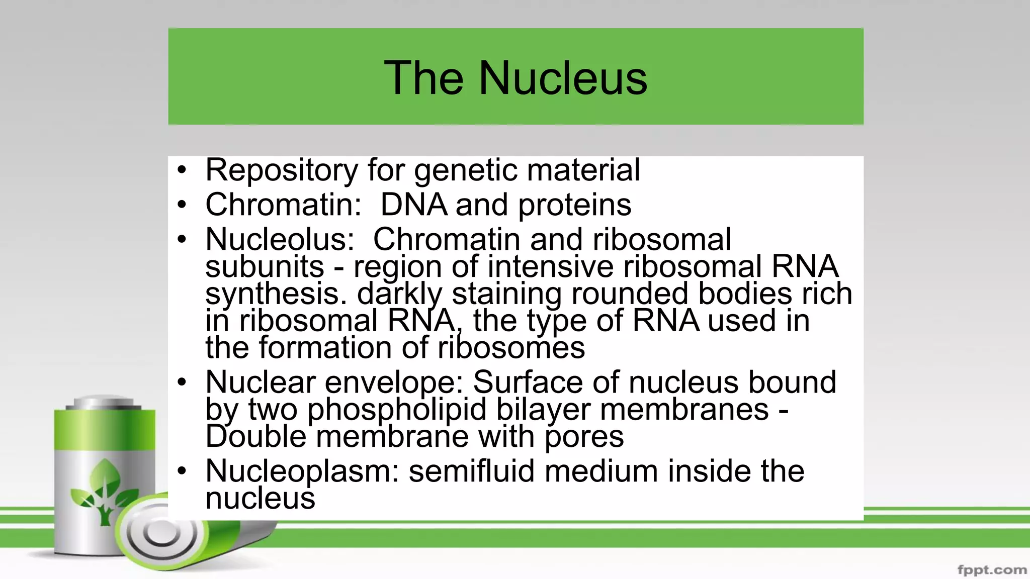The Nucleus
• Repository for genetic material
• Chromatin: DNA and proteins
• Nucleolus: Chromatin and ribosomal
subunits - region of intensive ribosomal RNA
synthesis. darkly staining rounded bodies rich
in ribosomal RNA, the type of RNA used in
the formation of ribosomes
• Nuclear envelope: Surface of nucleus bound
by two phospholipid bilayer membranes -
Double membrane with pores
• Nucleoplasm: semifluid medium inside the
nucleus
 