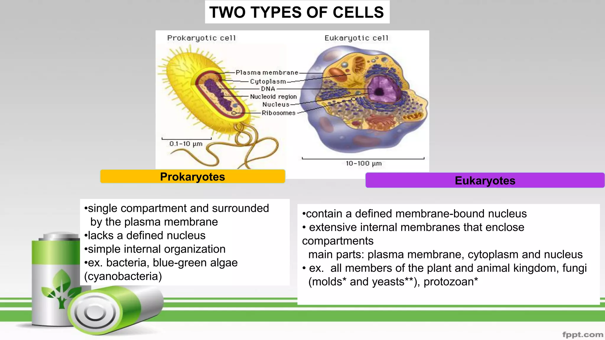 TWO TYPES OF CELLS
Prokaryotes
•single compartment and surrounded
by the plasma membrane
•lacks a defined nucleus
•simple internal organization
•ex. bacteria, blue-green algae
(cyanobacteria)
Eukaryotes
•
•contain a defined membrane-bound nucleus
• extensive internal membranes that enclose
compartments
main parts: plasma membrane, cytoplasm and nucleus
• ex. all members of the plant and animal kingdom, fungi
(molds* and yeasts**), protozoan*
 