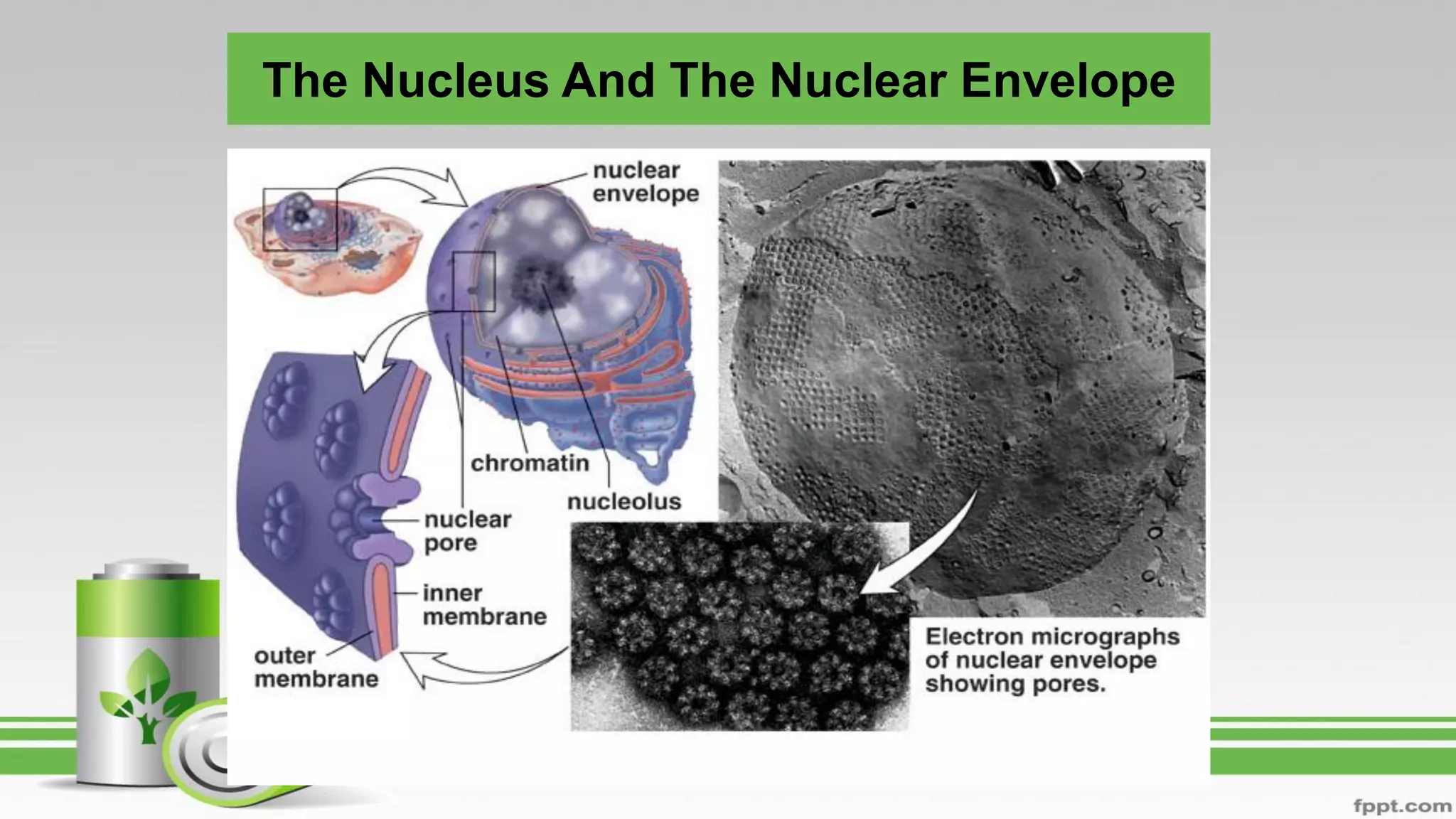 The Nucleus And The Nuclear Envelope
 