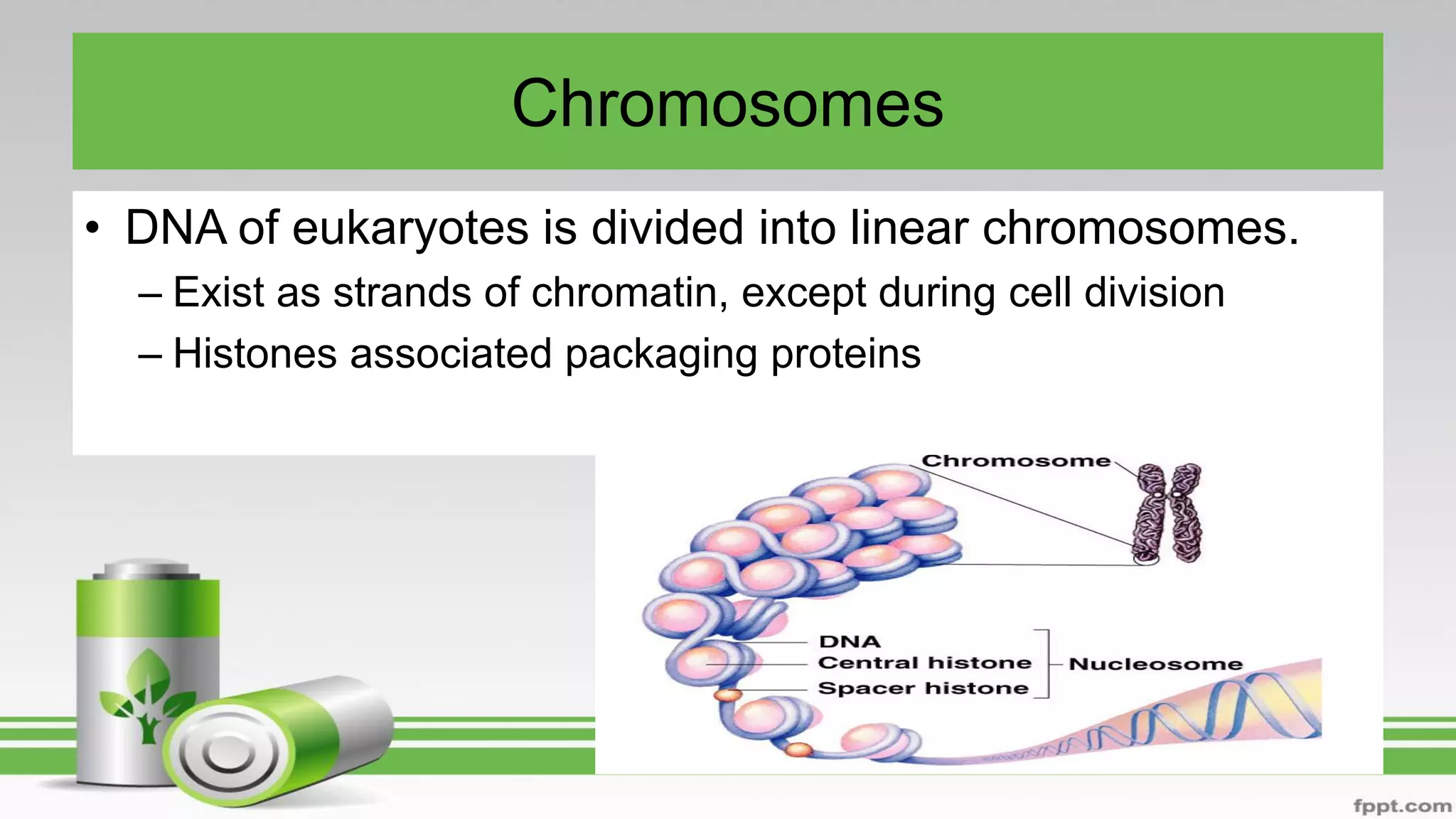 Chromosomes
• DNA of eukaryotes is divided into linear chromosomes.
– Exist as strands of chromatin, except during cell division
– Histones associated packaging proteins
 