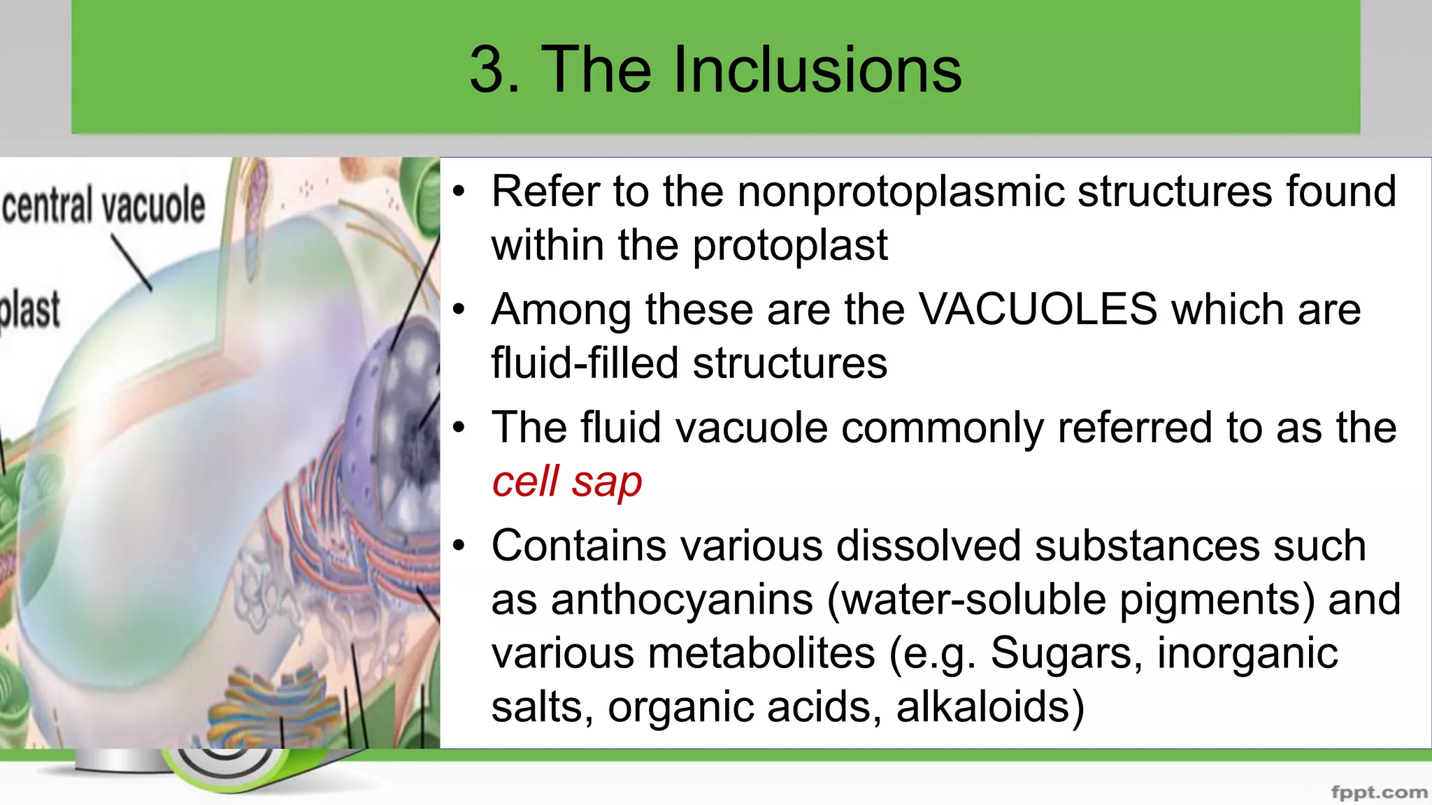 3. The Inclusions
• Refer to the nonprotoplasmic structures found
within the protoplast
• Among these are the VACUOLES which are
fluid-filled structures
• The fluid vacuole commonly referred to as the
cell sap
• Contains various dissolved substances such
as anthocyanins (water-soluble pigments) and
various metabolites (e.g. Sugars, inorganic
salts, organic acids, alkaloids)
 