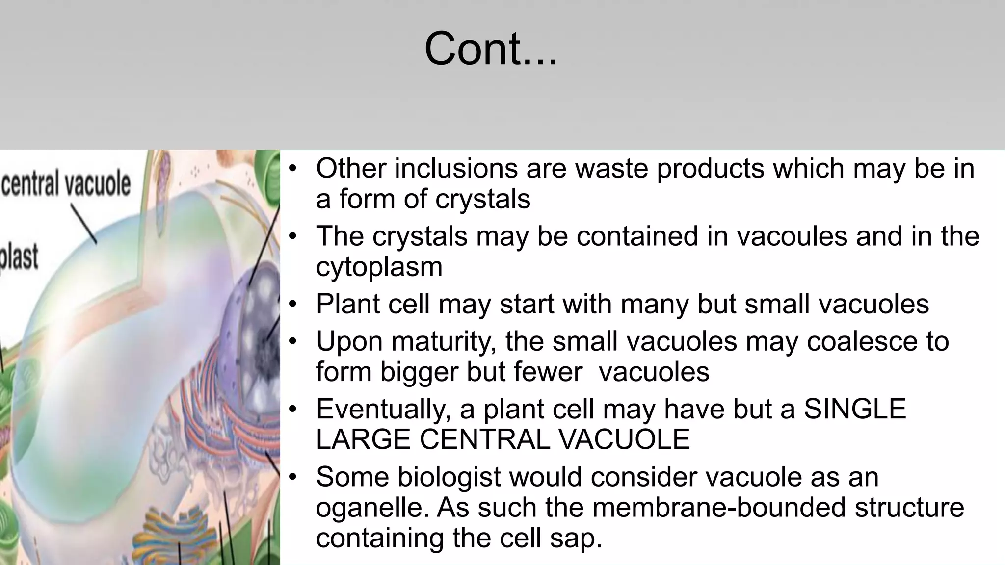 Cont...
• Other inclusions are waste products which may be in
a form of crystals
• The crystals may be contained in vacoules and in the
cytoplasm
• Plant cell may start with many but small vacuoles
• Upon maturity, the small vacuoles may coalesce to
form bigger but fewer vacuoles
• Eventually, a plant cell may have but a SINGLE
LARGE CENTRAL VACUOLE
• Some biologist would consider vacuole as an
oganelle. As such the membrane-bounded structure
containing the cell sap.
 