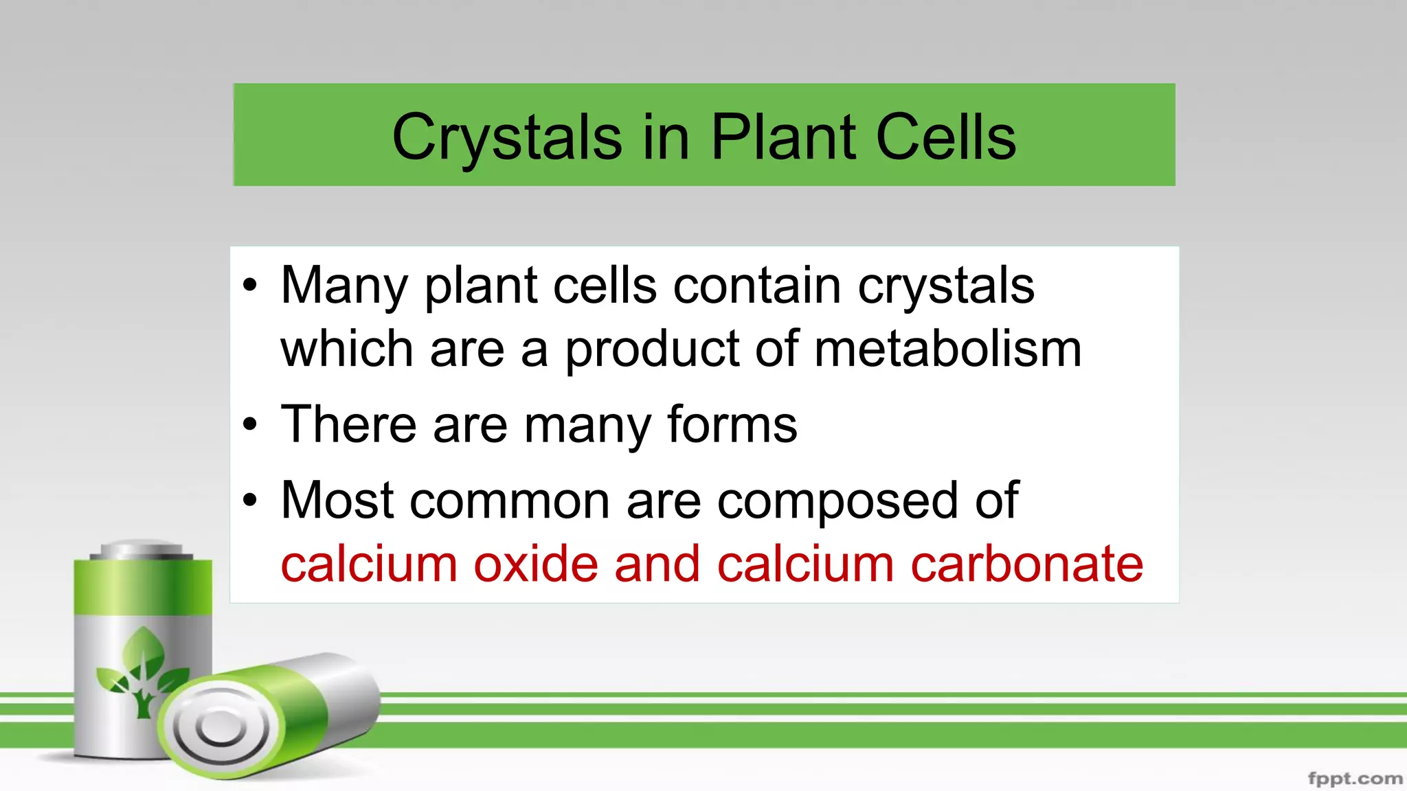 Crystals in Plant Cells
• Many plant cells contain crystals
which are a product of metabolism
• There are many forms
• Most common are composed of
calcium oxide and calcium carbonate
 