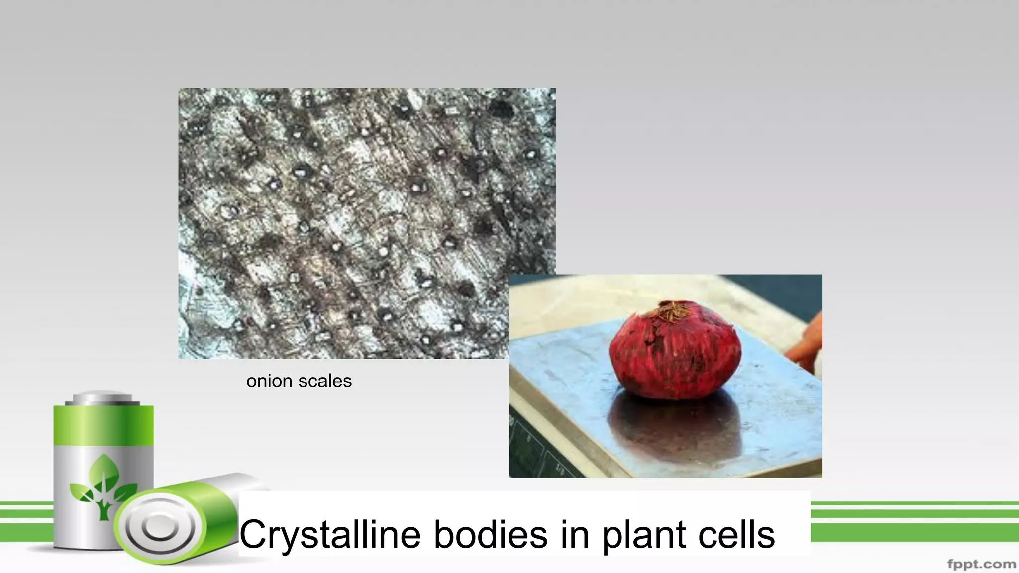 Crystalline bodies in plant cells
onion scales
 