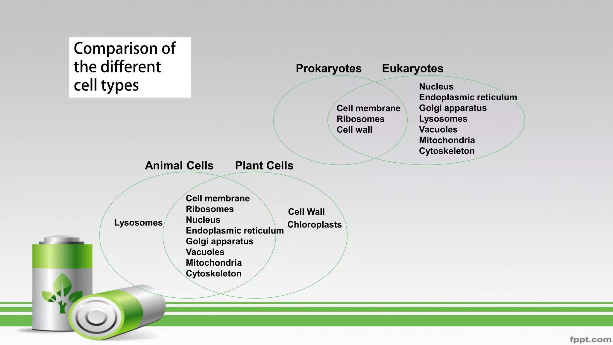 Prokaryotes Eukaryotes
Cell membrane
Ribosomes
Cell wall
Nucleus
Endoplasmic reticulum
Golgi apparatus
Lysosomes
Vacuoles
Mitochondria
Cytoskeleton
Animal Cells Plant Cells
Lysosomes
Cell membrane
Ribosomes
Nucleus
Endoplasmic reticulum
Golgi apparatus
Vacuoles
Mitochondria
Cytoskeleton
Cell Wall
Chloroplasts
 