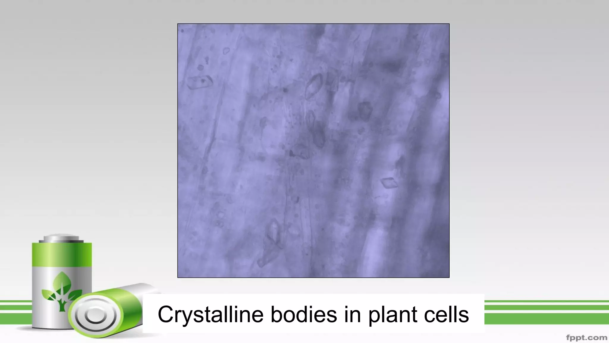 Crystalline bodies in plant cells
 