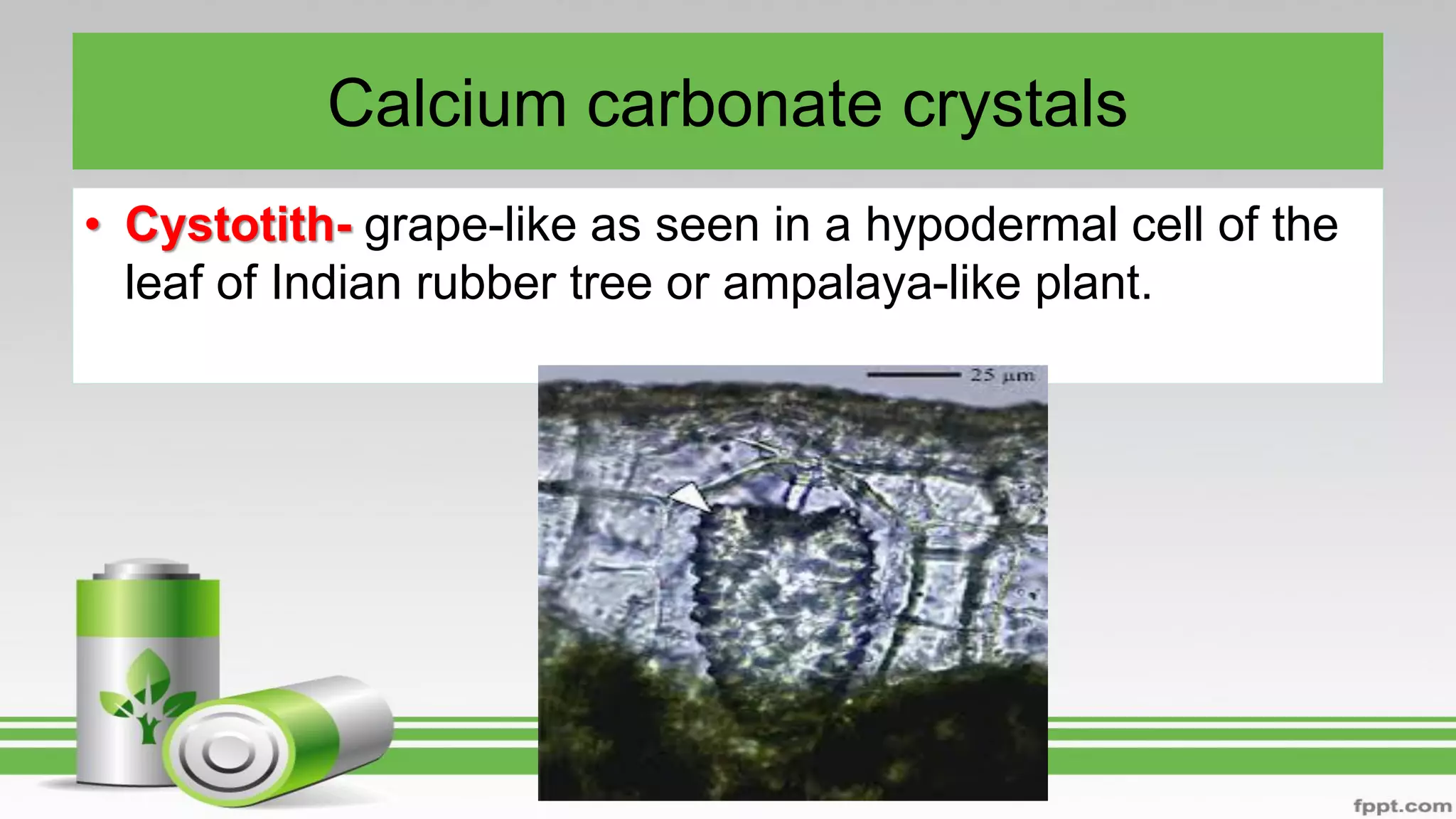 Calcium carbonate crystals
• Cystotith- grape-like as seen in a hypodermal cell of the
leaf of Indian rubber tree or ampalaya-like plant.
 