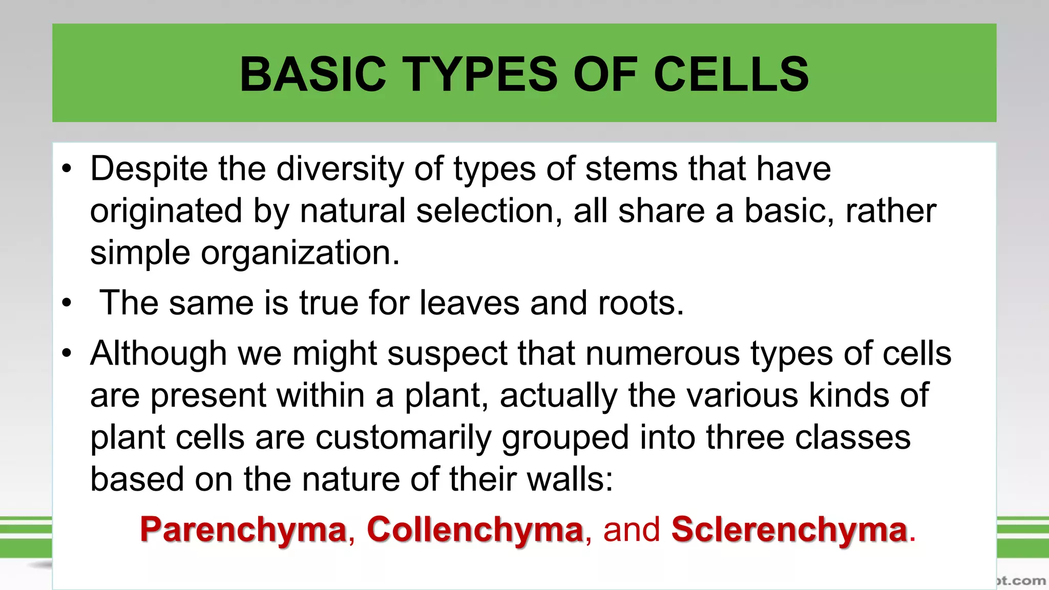 BASIC TYPES OF CELLS
• Despite the diversity of types of stems that have
originated by natural selection, all share a basic, rather
simple organization.
• The same is true for leaves and roots.
• Although we might suspect that numerous types of cells
are present within a plant, actually the various kinds of
plant cells are customarily grouped into three classes
based on the nature of their walls:
Parenchyma, Collenchyma, and Sclerenchyma.
 