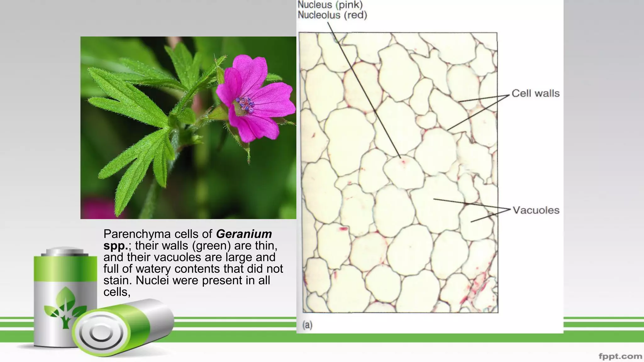 Parenchyma cells of Geranium
spp.; their walls (green) are thin,
and their vacuoles are large and
full of watery contents that did not
stain. Nuclei were present in all
cells,
 
