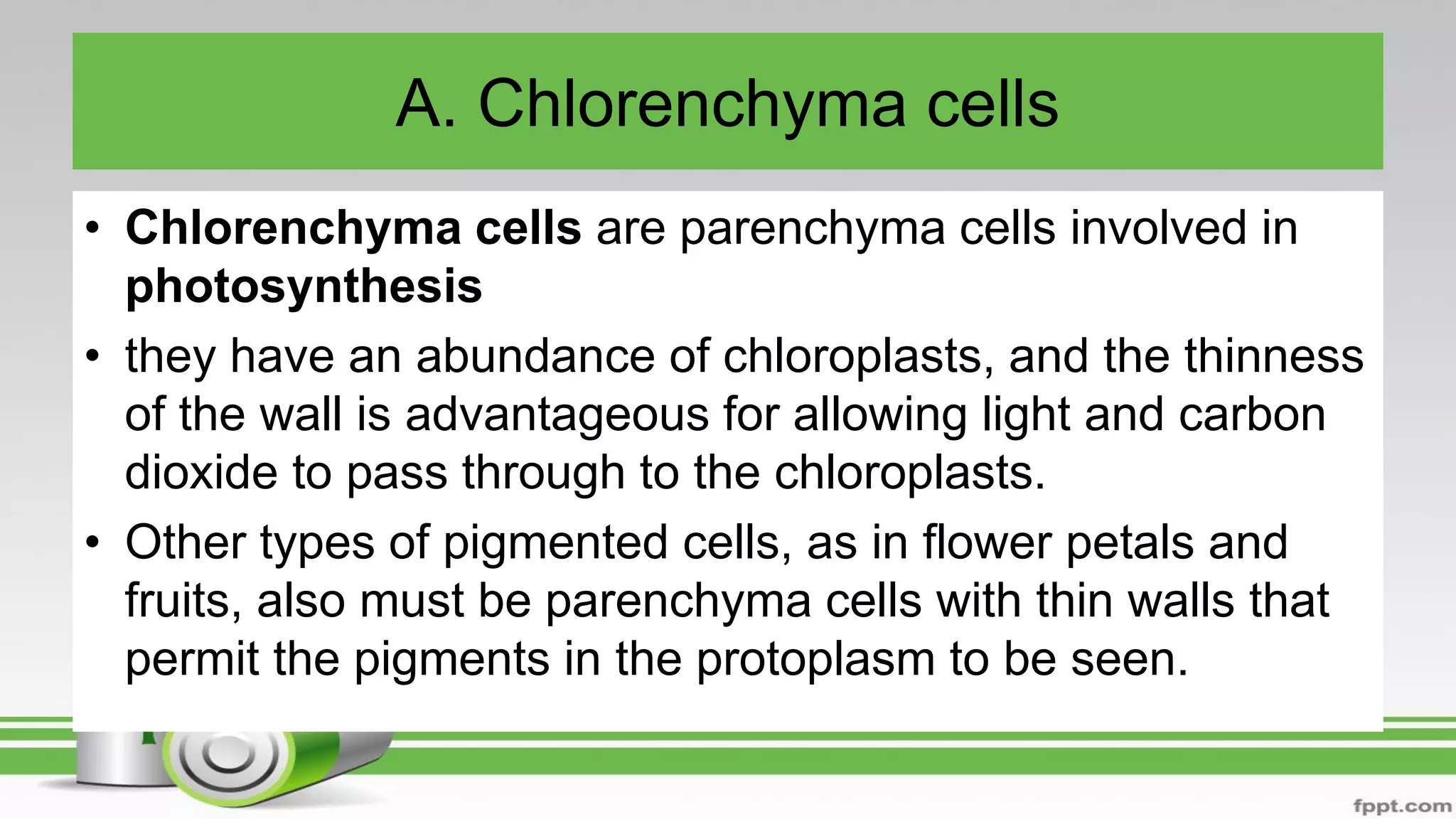 A. Chlorenchyma cells
• Chlorenchyma cells are parenchyma cells involved in
photosynthesis
• they have an abundance of chloroplasts, and the thinness
of the wall is advantageous for allowing light and carbon
dioxide to pass through to the chloroplasts.
• Other types of pigmented cells, as in flower petals and
fruits, also must be parenchyma cells with thin walls that
permit the pigments in the protoplasm to be seen.
 