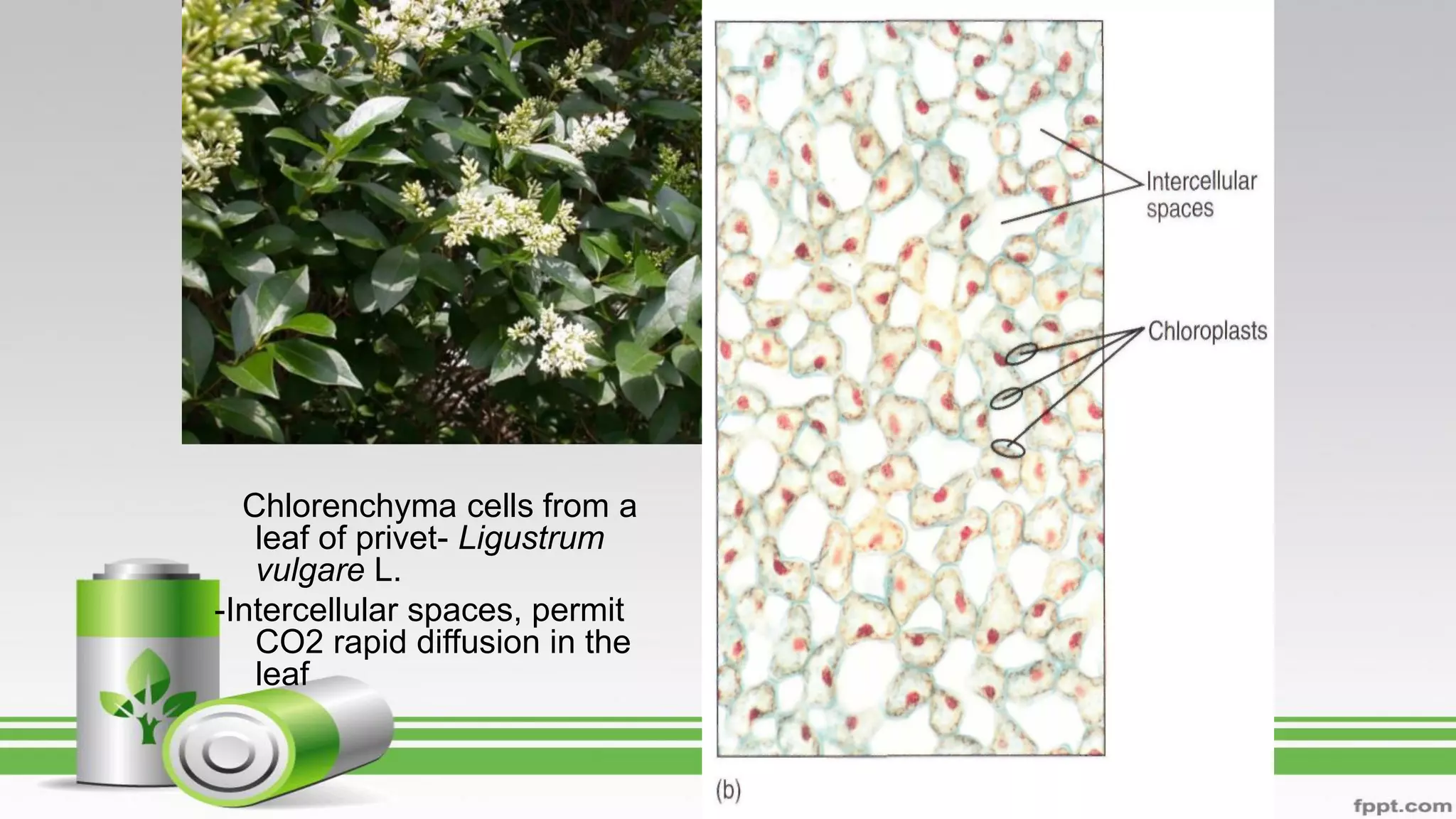 Chlorenchyma cells from a
leaf of privet- Ligustrum
vulgare L.
-Intercellular spaces, permit
CO2 rapid diffusion in the
leaf
 