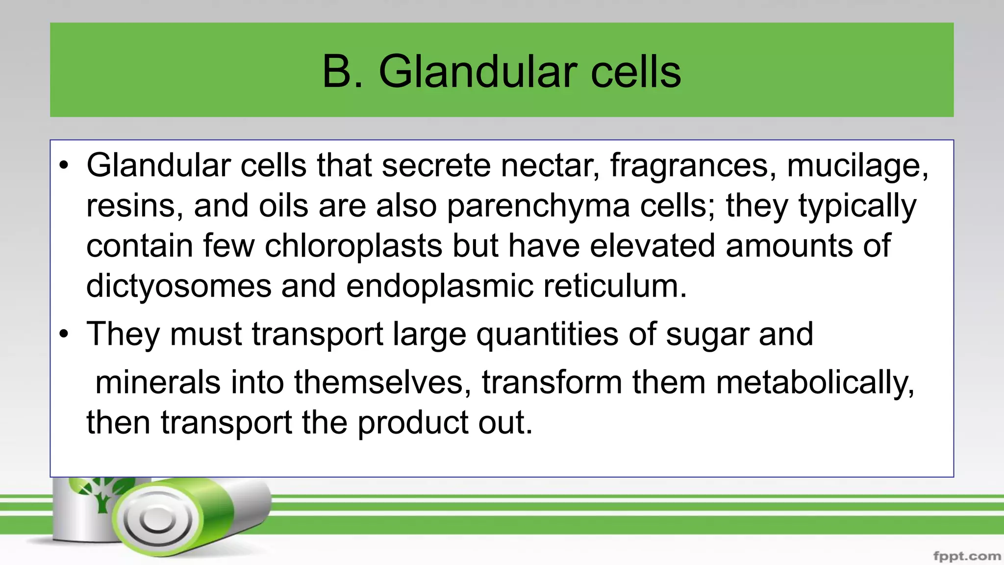 B. Glandular cells
• Glandular cells that secrete nectar, fragrances, mucilage,
resins, and oils are also parenchyma cells; they typically
contain few chloroplasts but have elevated amounts of
dictyosomes and endoplasmic reticulum.
• They must transport large quantities of sugar and
minerals into themselves, transform them metabolically,
then transport the product out.
 