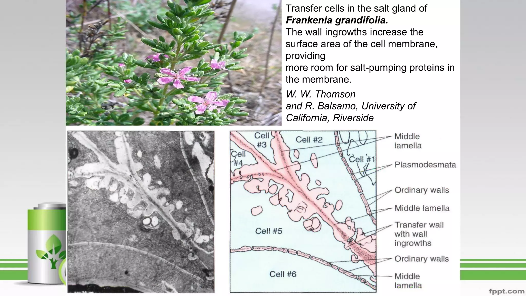 Transfer cells in the salt gland of
Frankenia grandifolia.
The wall ingrowths increase the
surface area of the cell membrane,
providing
more room for salt-pumping proteins in
the membrane.
W. W. Thomson
and R. Balsamo, University of
California, Riverside
 