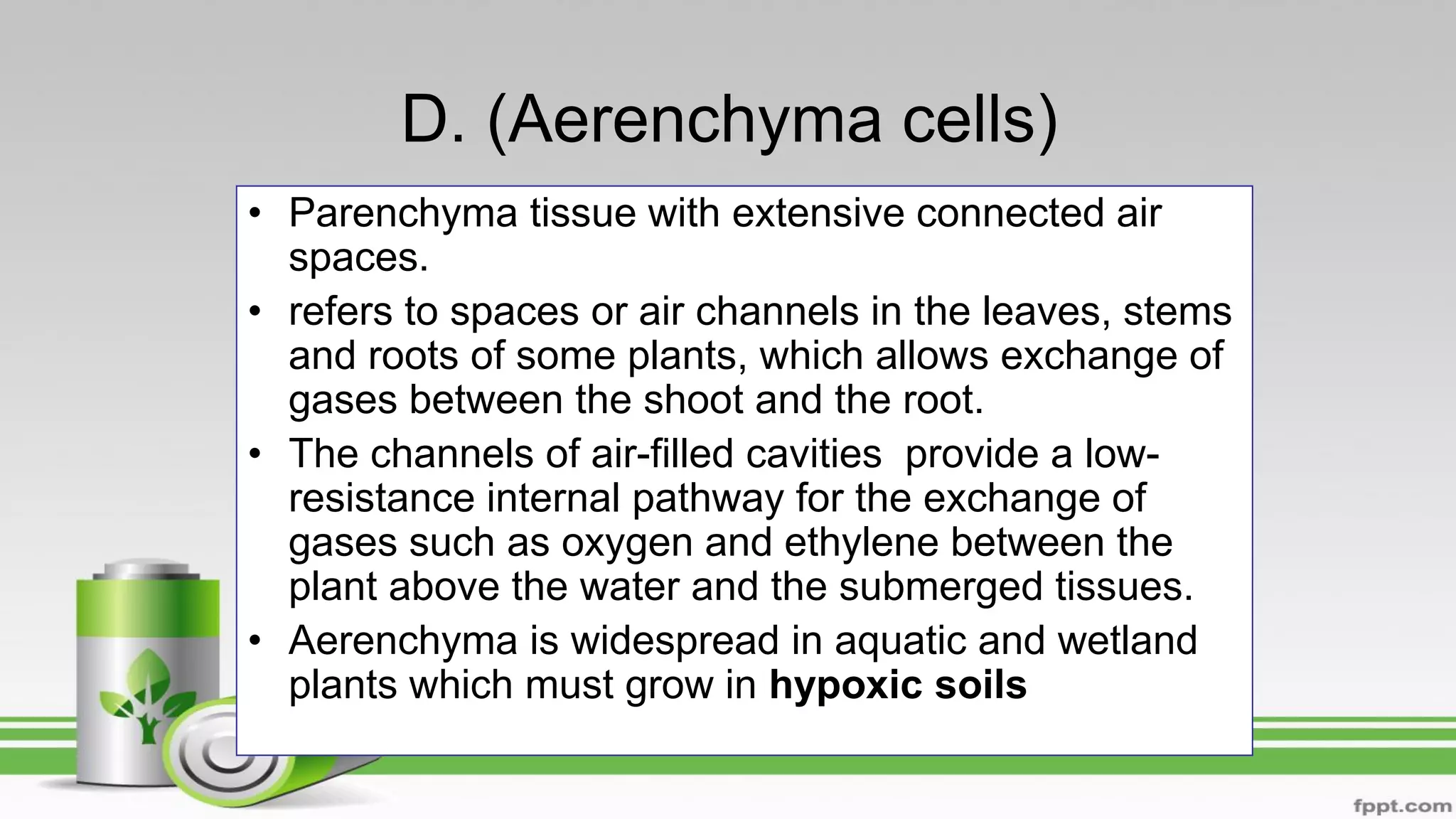 D. (Aerenchyma cells)
• Parenchyma tissue with extensive connected air
spaces.
• refers to spaces or air channels in the leaves, stems
and roots of some plants, which allows exchange of
gases between the shoot and the root.
• The channels of air-filled cavities provide a low-
resistance internal pathway for the exchange of
gases such as oxygen and ethylene between the
plant above the water and the submerged tissues.
• Aerenchyma is widespread in aquatic and wetland
plants which must grow in hypoxic soils
 