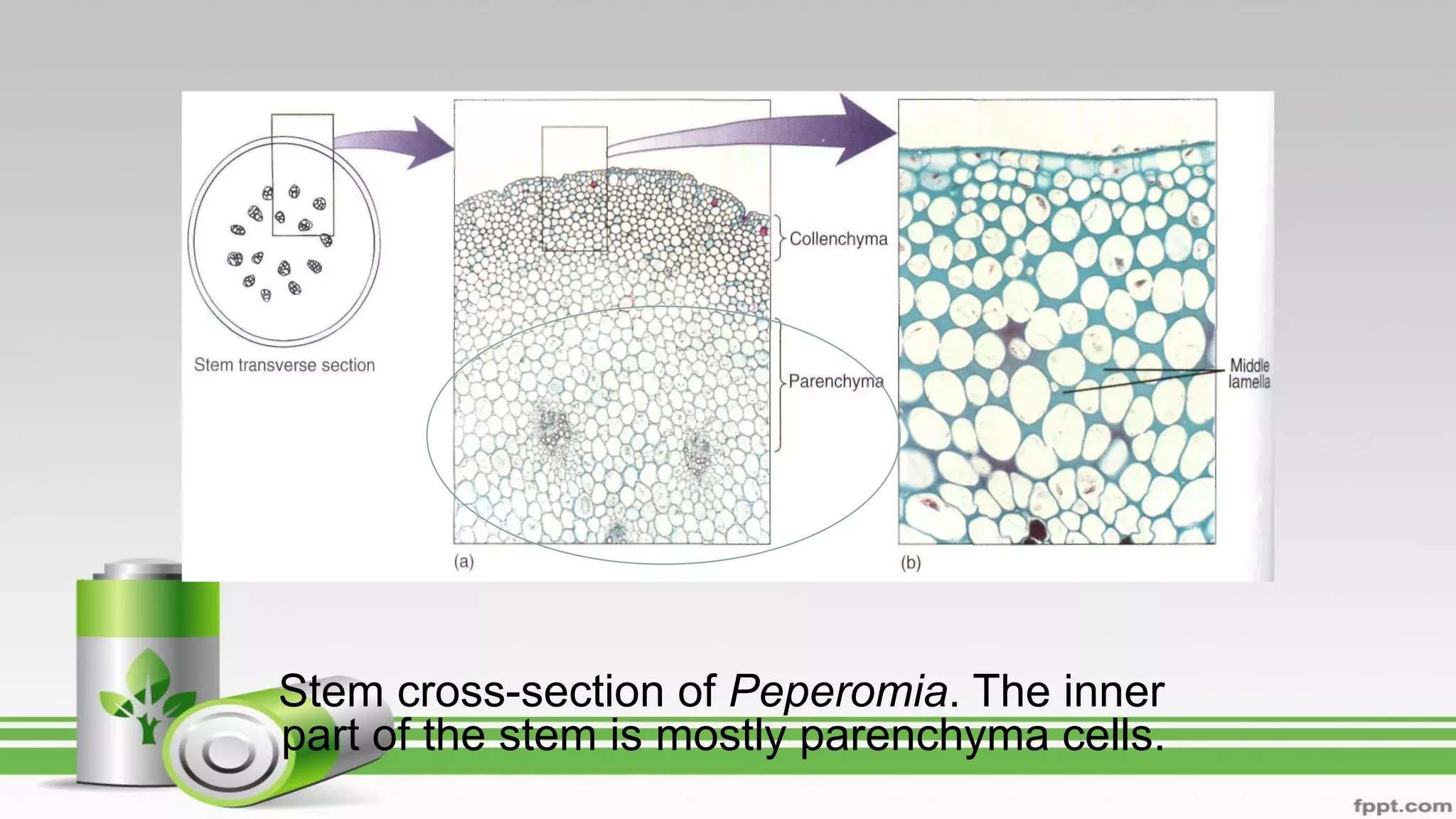Stem cross-section of Peperomia. The inner
part of the stem is mostly parenchyma cells.
 