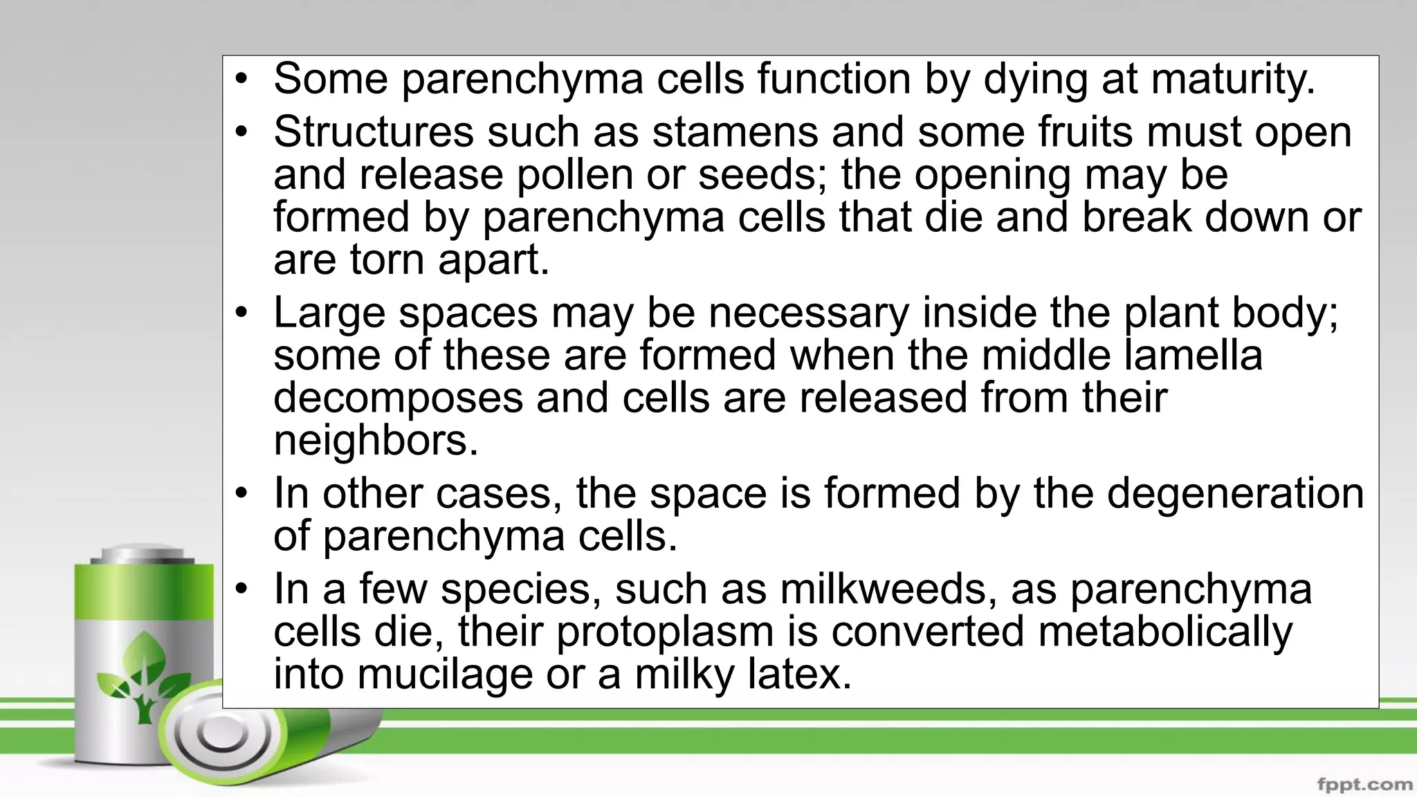 • Some parenchyma cells function by dying at maturity.
• Structures such as stamens and some fruits must open
and release pollen or seeds; the opening may be
formed by parenchyma cells that die and break down or
are torn apart.
• Large spaces may be necessary inside the plant body;
some of these are formed when the middle lamella
decomposes and cells are released from their
neighbors.
• In other cases, the space is formed by the degeneration
of parenchyma cells.
• In a few species, such as milkweeds, as parenchyma
cells die, their protoplasm is converted metabolically
into mucilage or a milky latex.
 