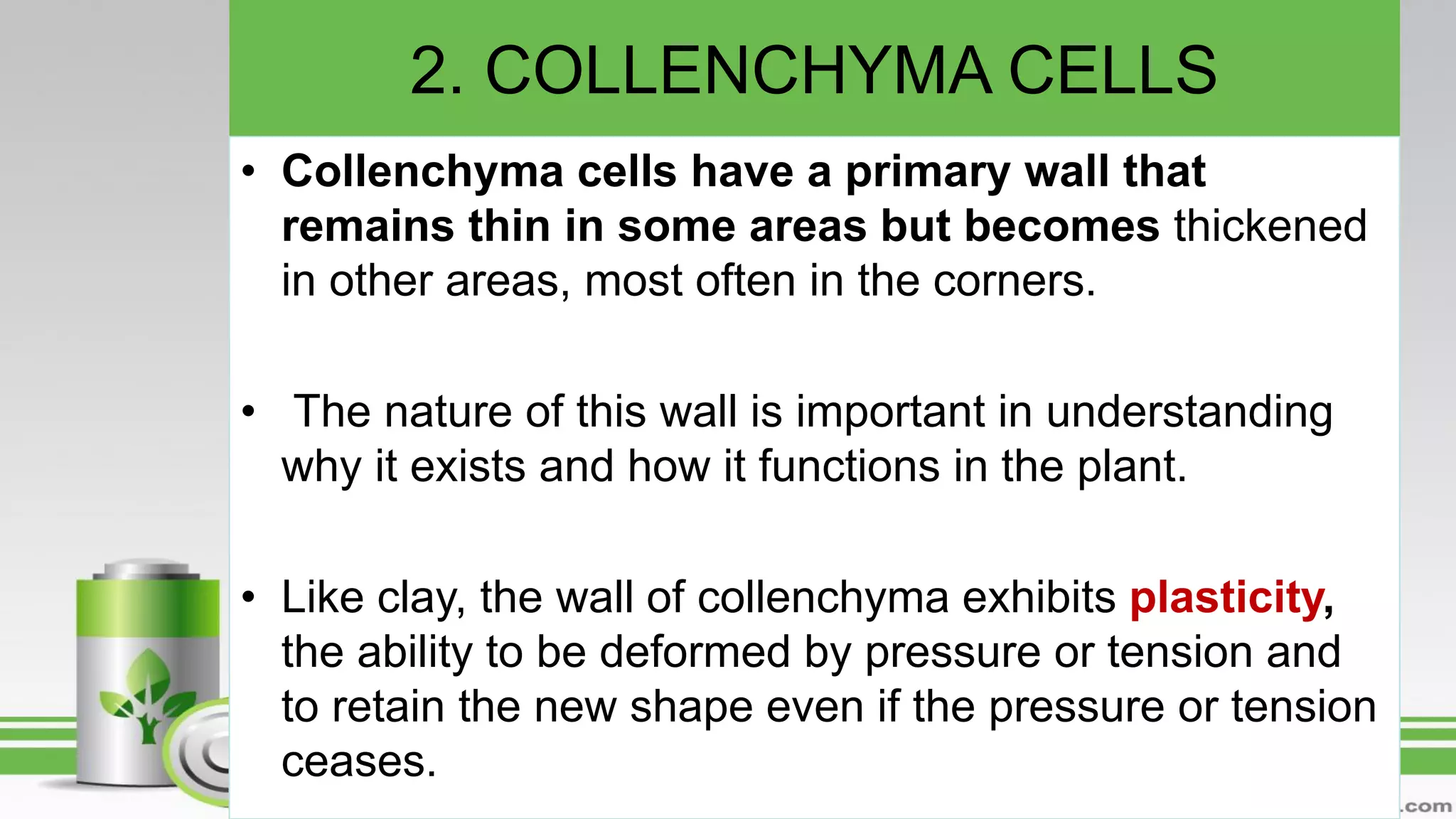 2. COLLENCHYMA CELLS
• Collenchyma cells have a primary wall that
remains thin in some areas but becomes thickened
in other areas, most often in the corners.
• The nature of this wall is important in understanding
why it exists and how it functions in the plant.
• Like clay, the wall of collenchyma exhibits plasticity,
the ability to be deformed by pressure or tension and
to retain the new shape even if the pressure or tension
ceases.
 