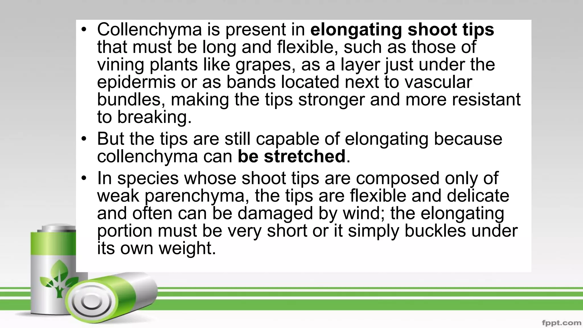 • Collenchyma is present in elongating shoot tips
that must be long and flexible, such as those of
vining plants like grapes, as a layer just under the
epidermis or as bands located next to vascular
bundles, making the tips stronger and more resistant
to breaking.
• But the tips are still capable of elongating because
collenchyma can be stretched.
• In species whose shoot tips are composed only of
weak parenchyma, the tips are flexible and delicate
and often can be damaged by wind; the elongating
portion must be very short or it simply buckles under
its own weight.
 