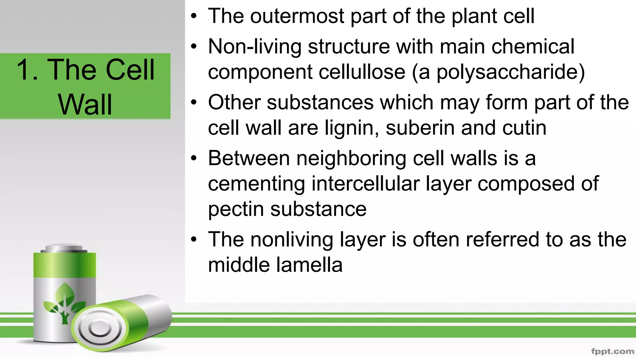 1. The Cell
Wall
• The outermost part of the plant cell
• Non-living structure with main chemical
component cellullose (a polysaccharide)
• Other substances which may form part of the
cell wall are lignin, suberin and cutin
• Between neighboring cell walls is a
cementing intercellular layer composed of
pectin substance
• The nonliving layer is often referred to as the
middle lamella
 