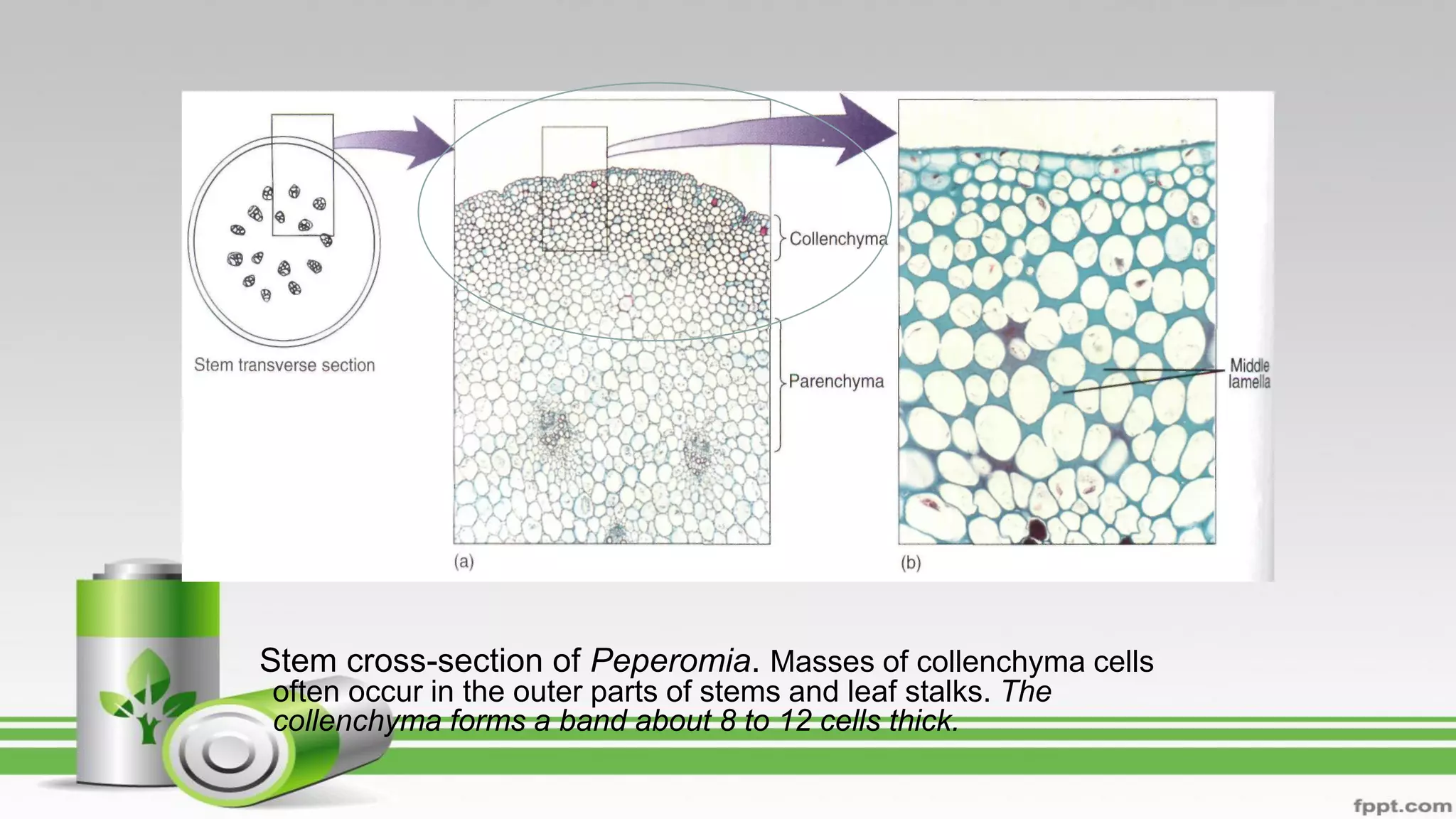Stem cross-section of Peperomia. Masses of collenchyma cells
often occur in the outer parts of stems and leaf stalks. The
collenchyma forms a band about 8 to 12 cells thick.
 