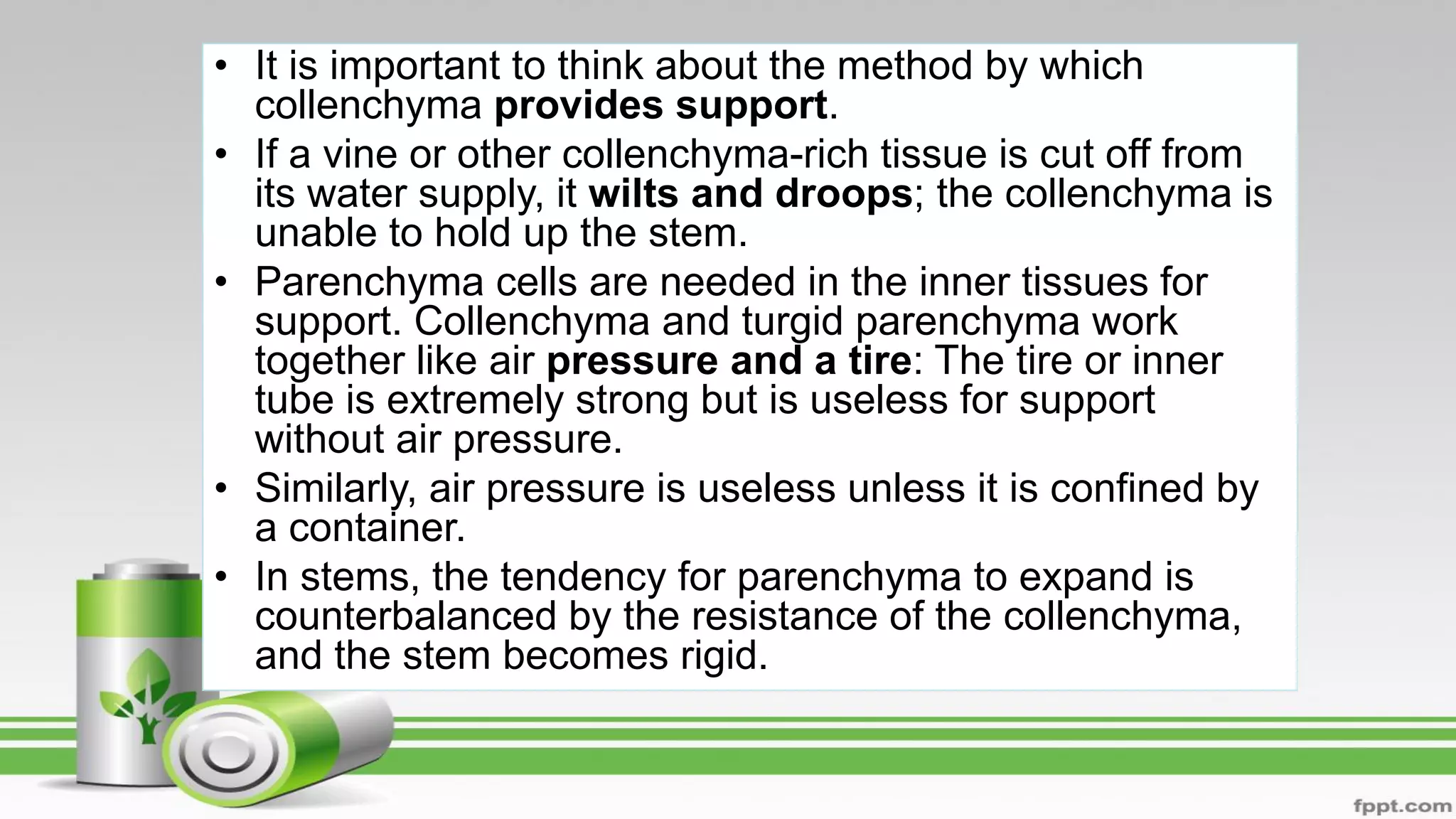 • It is important to think about the method by which
collenchyma provides support.
• If a vine or other collenchyma-rich tissue is cut off from
its water supply, it wilts and droops; the collenchyma is
unable to hold up the stem.
• Parenchyma cells are needed in the inner tissues for
support. Collenchyma and turgid parenchyma work
together like air pressure and a tire: The tire or inner
tube is extremely strong but is useless for support
without air pressure.
• Similarly, air pressure is useless unless it is confined by
a container.
• In stems, the tendency for parenchyma to expand is
counterbalanced by the resistance of the collenchyma,
and the stem becomes rigid.
 